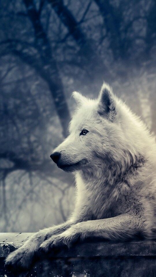 wallpaper game of thrones celular,vertebrate,canidae,mammal,canis lupus tundrarum,arctic fox