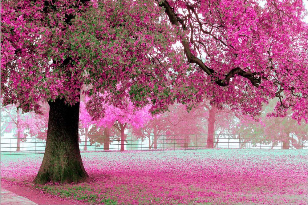 romantic 3d wallpaper,tree,pink,nature,spring,flower