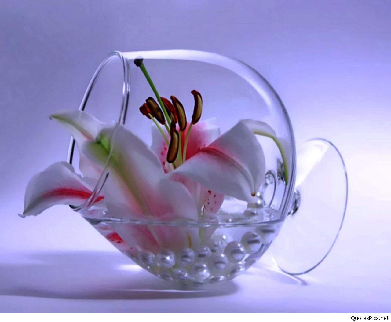 romantic 3d wallpaper,still life photography,glass,petal,flower,plant