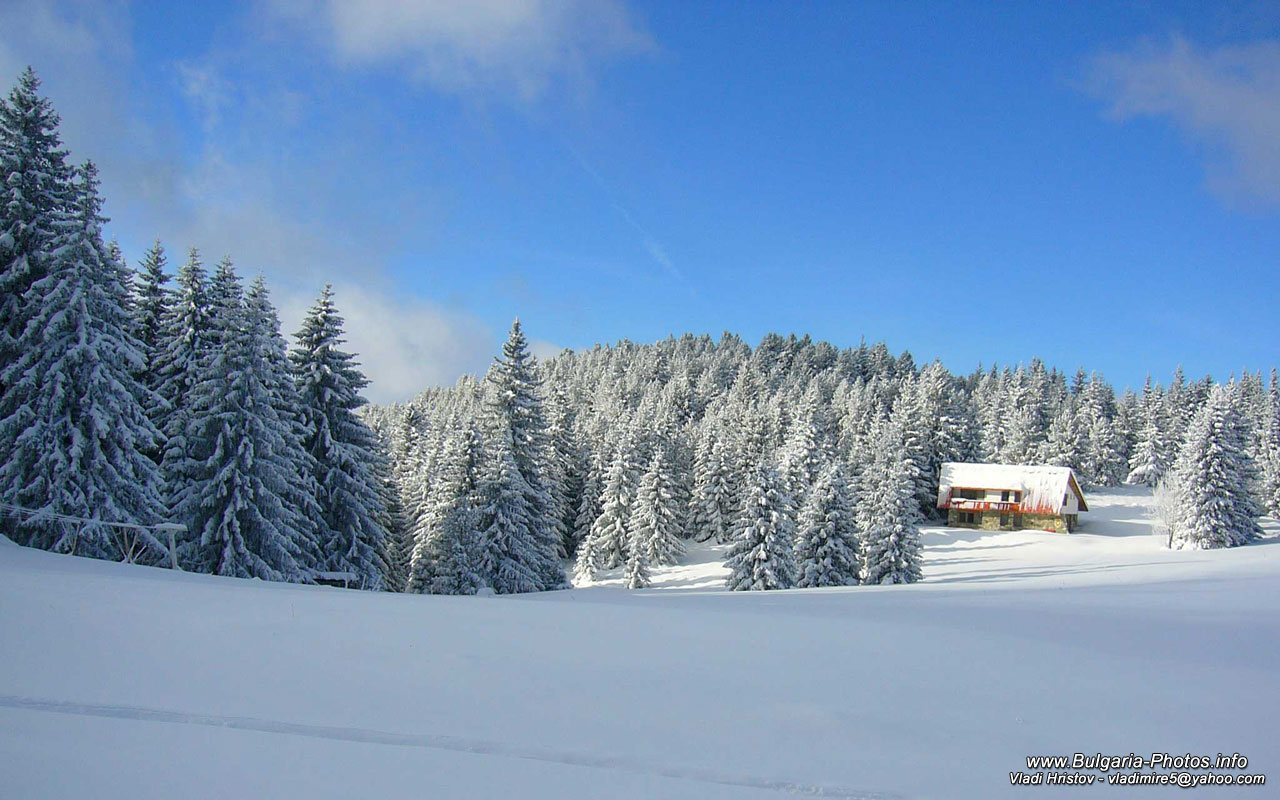 fondo de pantalla animado de invierno,nieve,invierno,árbol,naturaleza,cielo