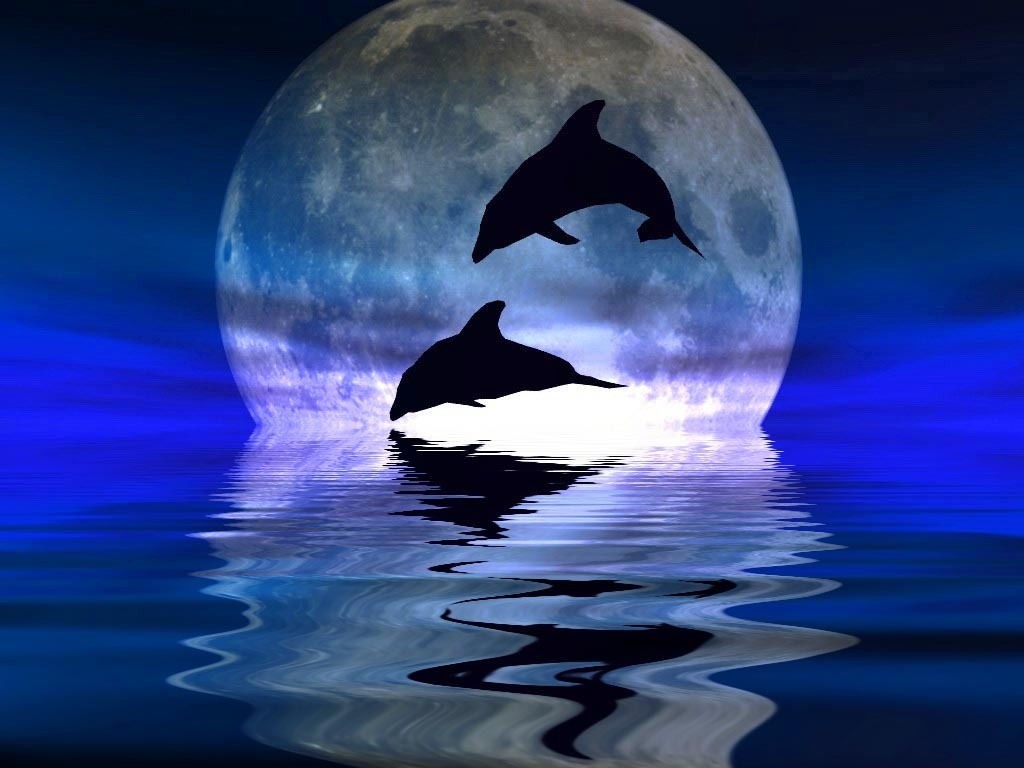cool moon wallpaper,orca,mamífero marino,delfín,ballena,luz de la luna