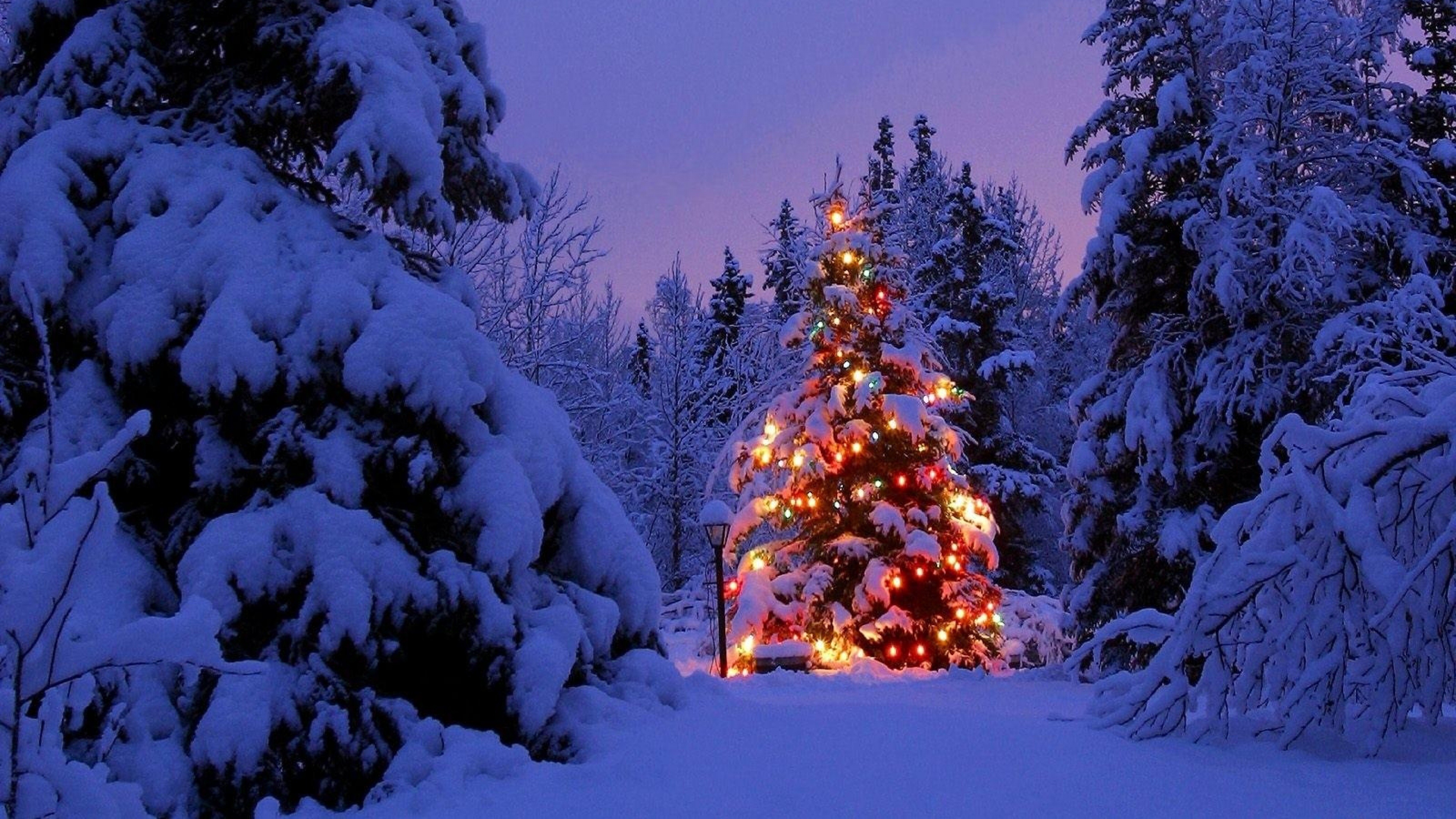 noël neige fond d'écran,neige,hiver,arbre,la nature,épinette noire à feuilles courtes