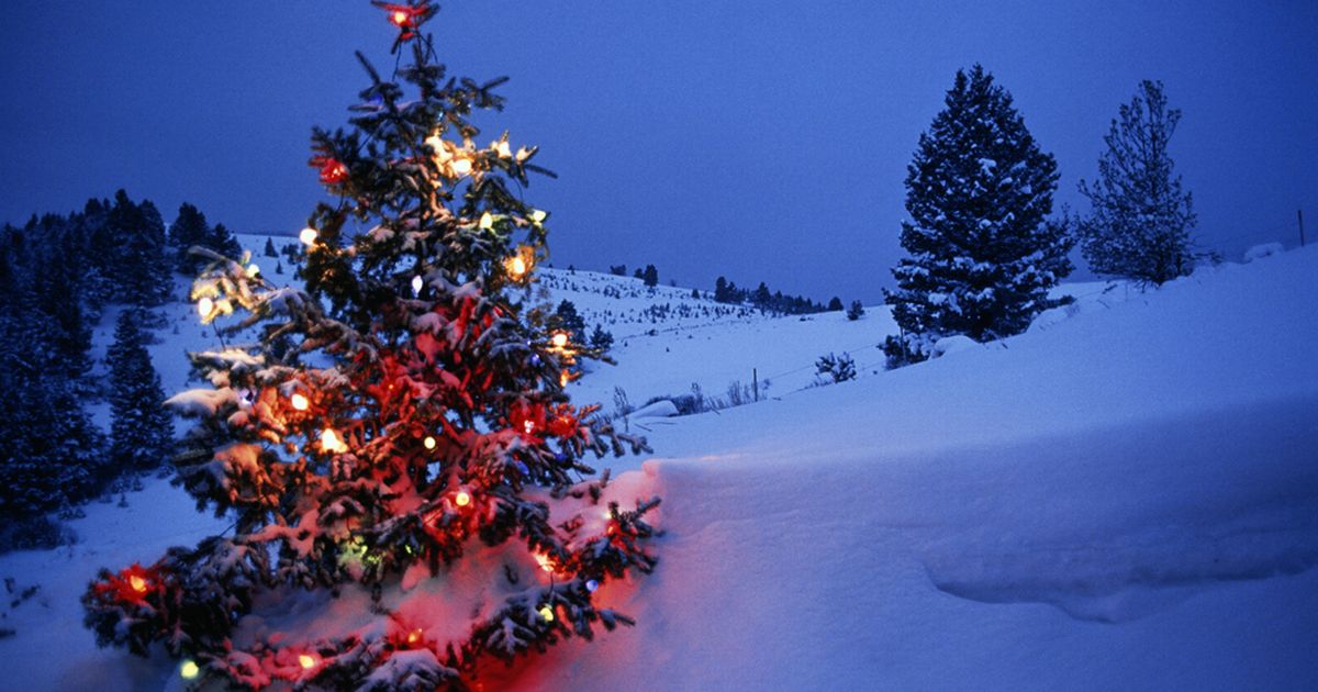 christmas snow wallpaper,winter,snow,christmas tree,nature,tree