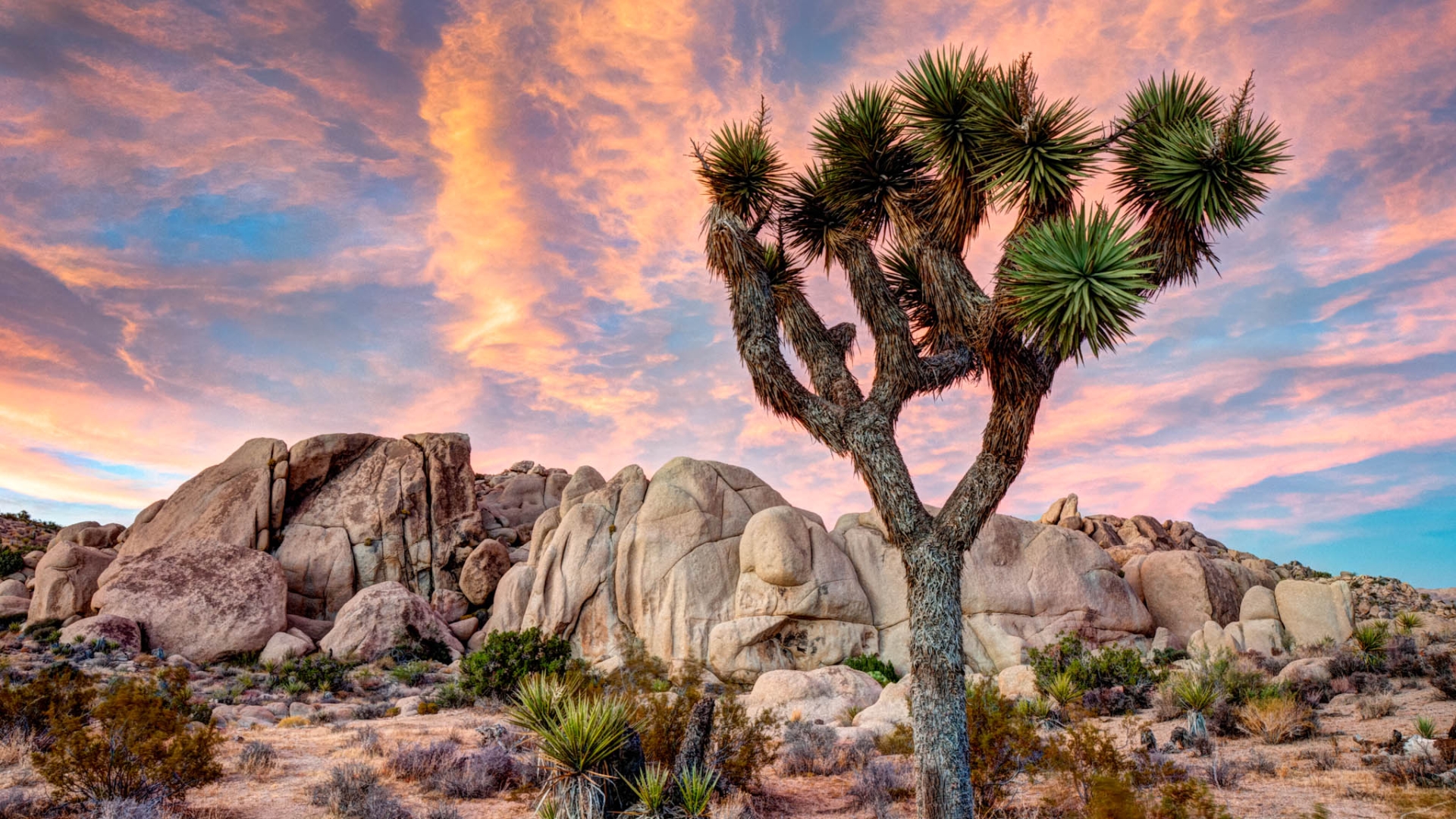 joshua tree wallpaper,nature,tree,natural landscape,vegetation,sky