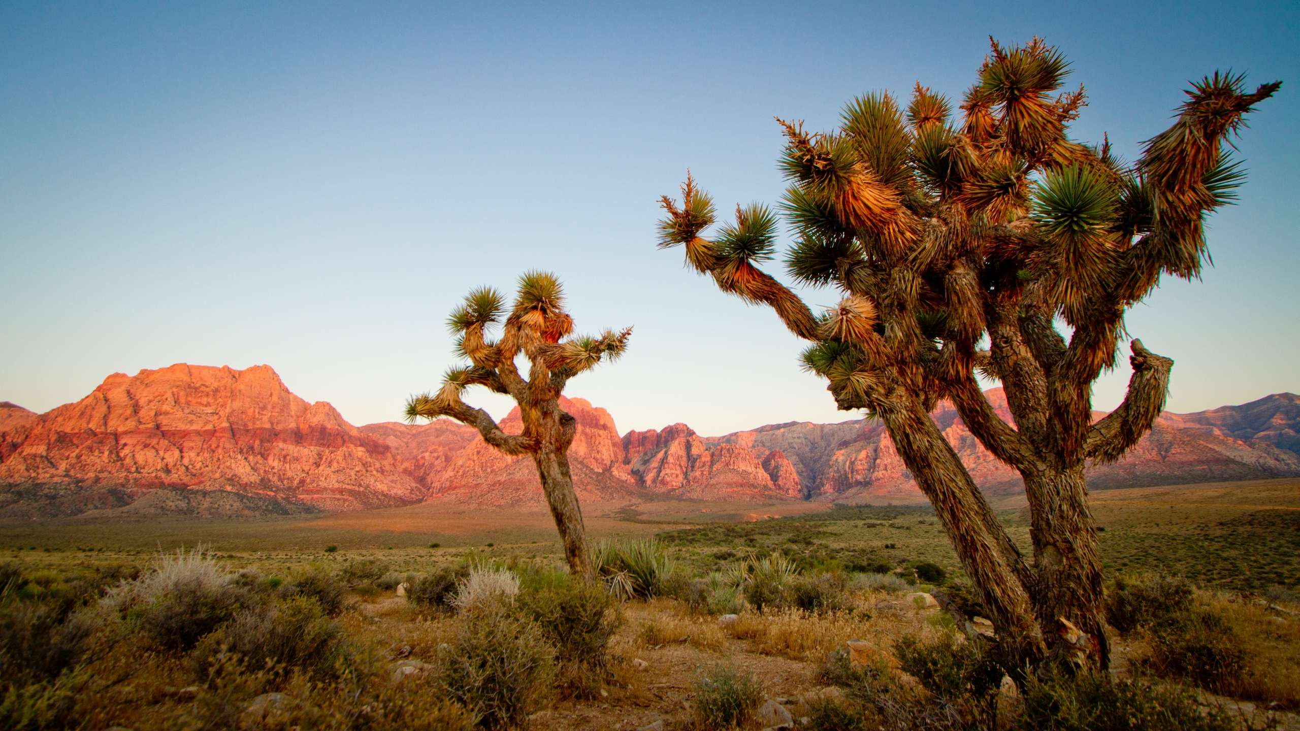 joshua tree wallpaper,nature,natural landscape,tree,natural environment,plant community