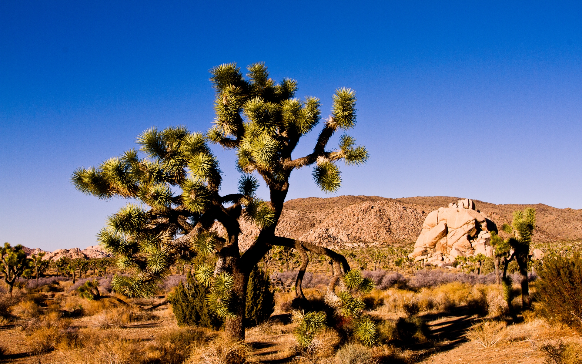 joshua tree wallpaper,tree,nature,vegetation,natural landscape,natural environment