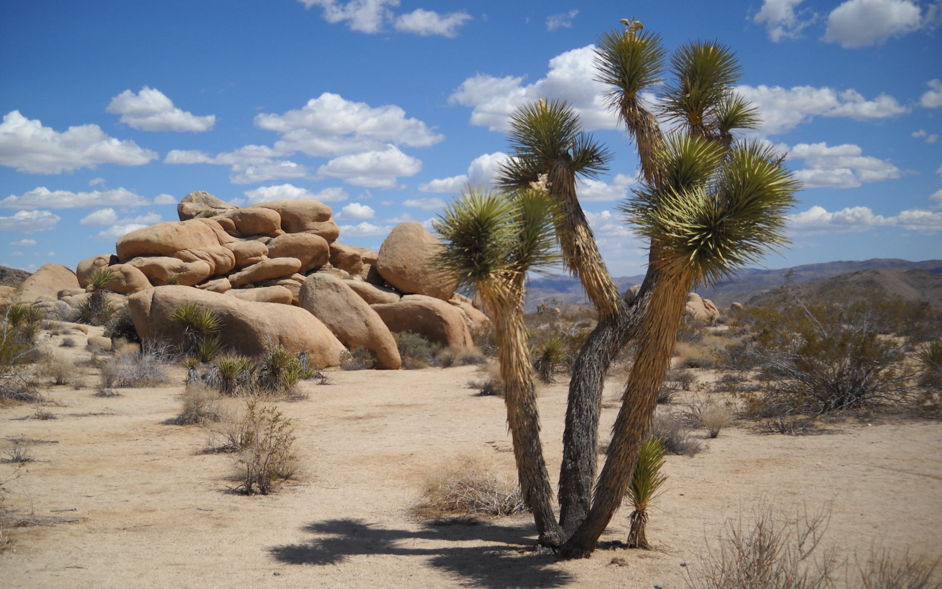 joshua tree wallpaper,tree,shrubland,vegetation,plant community,rock