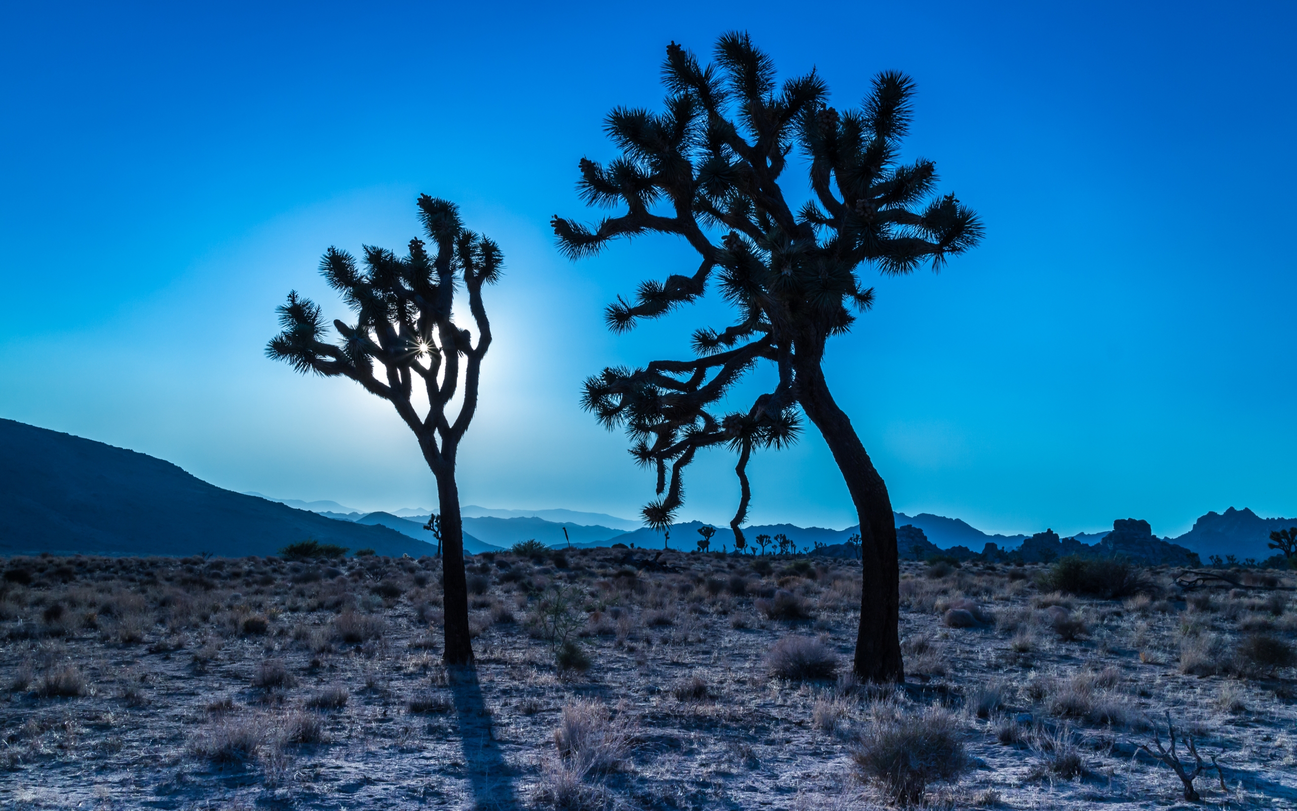 joshua tree wallpaper,tree,blue,sky,natural landscape,nature