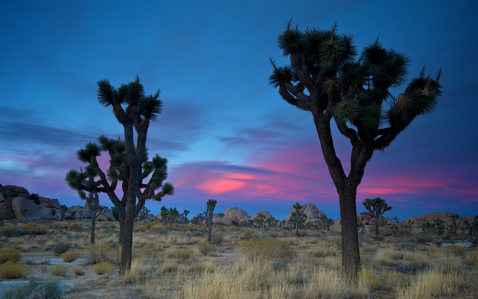 joshua tree wallpaper,sky,nature,tree,natural landscape,vegetation