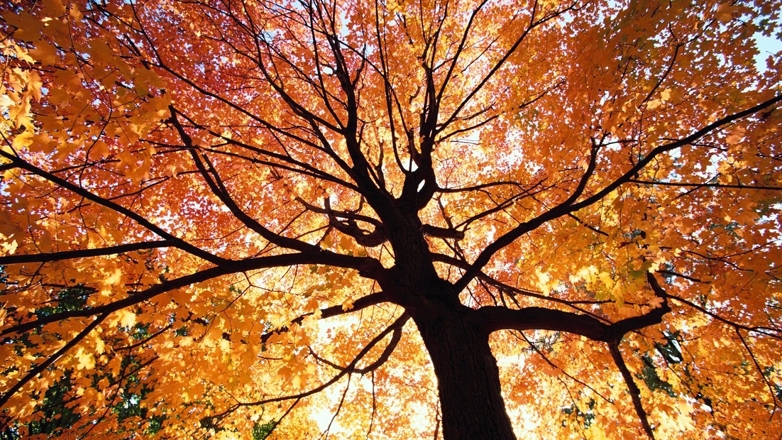 carta da parati alberi d'autunno,albero,pianta legnosa,foglia,natura,autunno