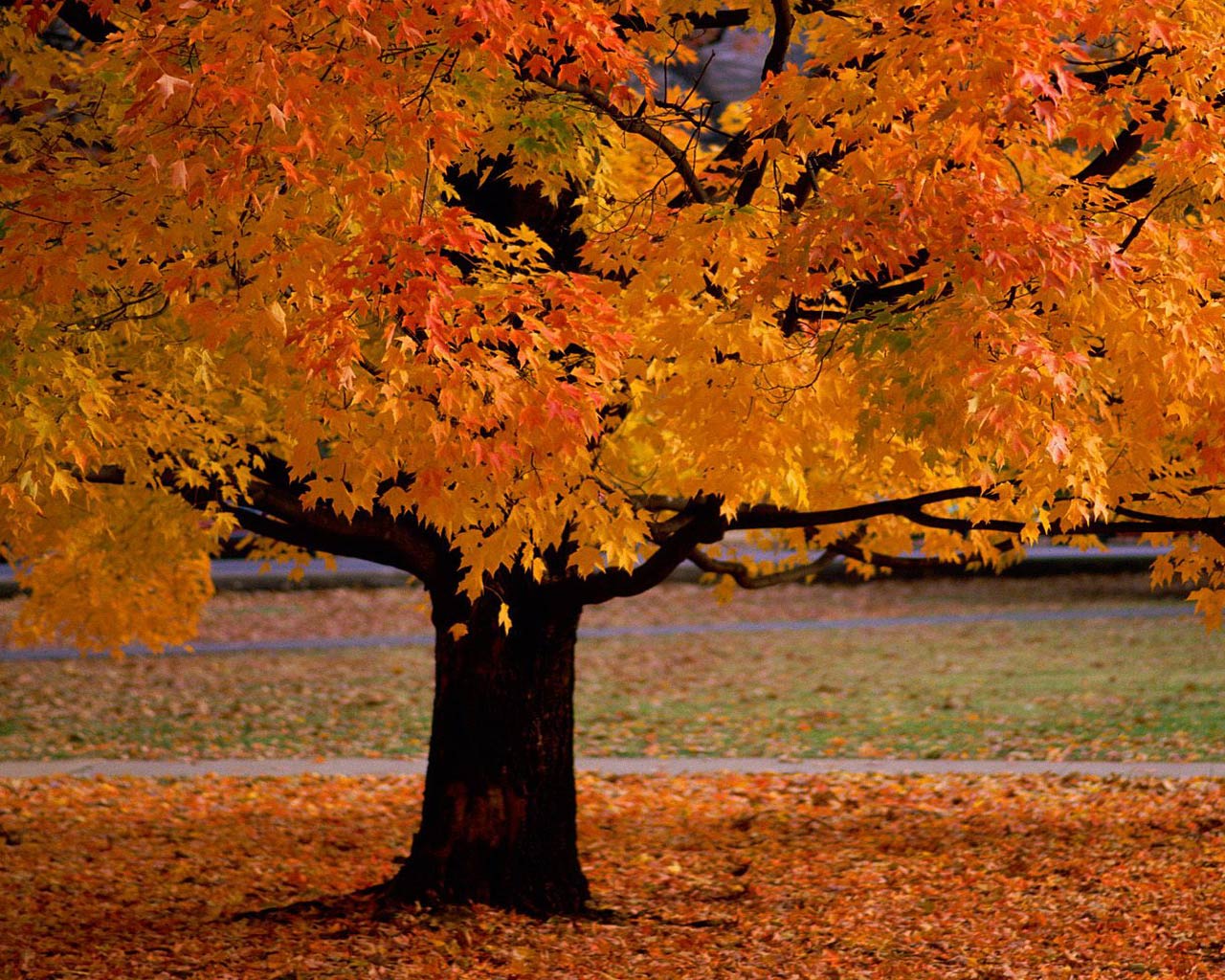 Autumn Season In England WallpaperUse Autumn Season In England WallpaperUse