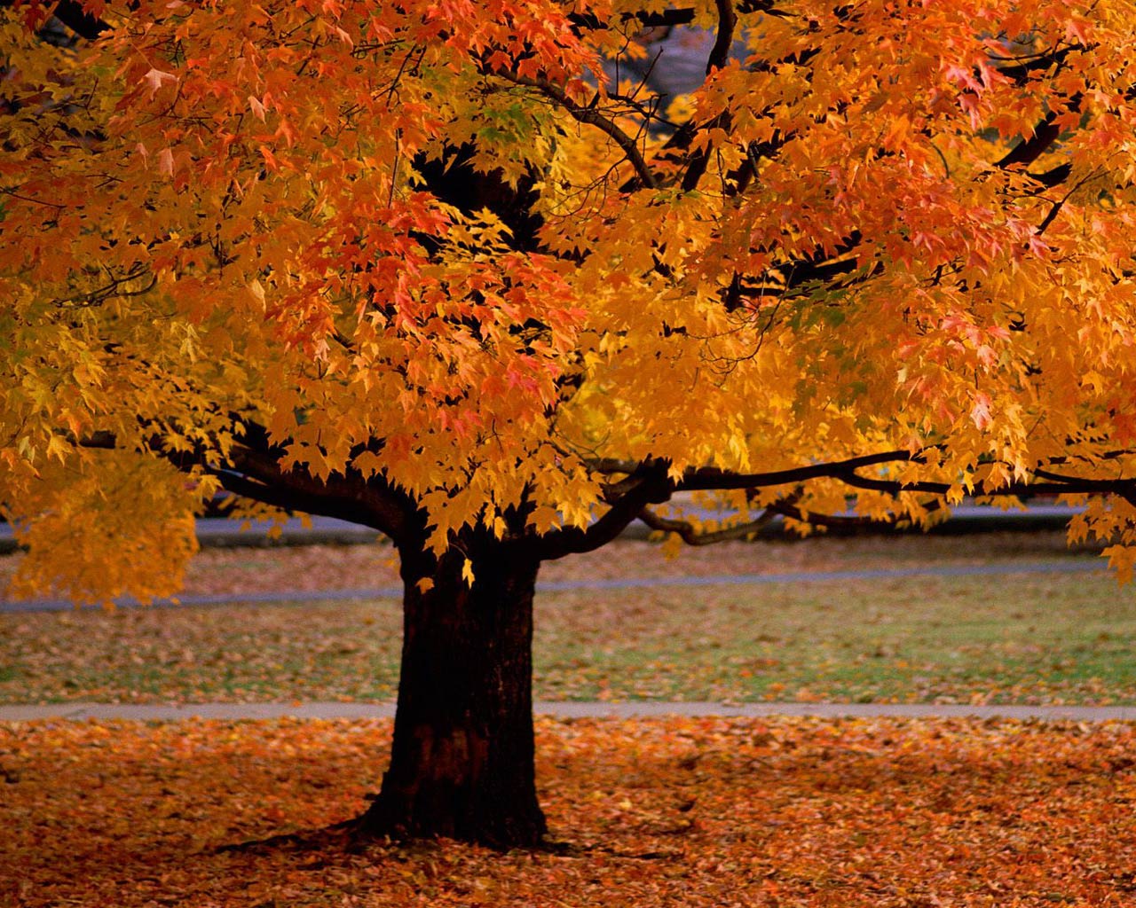 秋の木の壁紙,木,葉,自然,自然の風景,秋