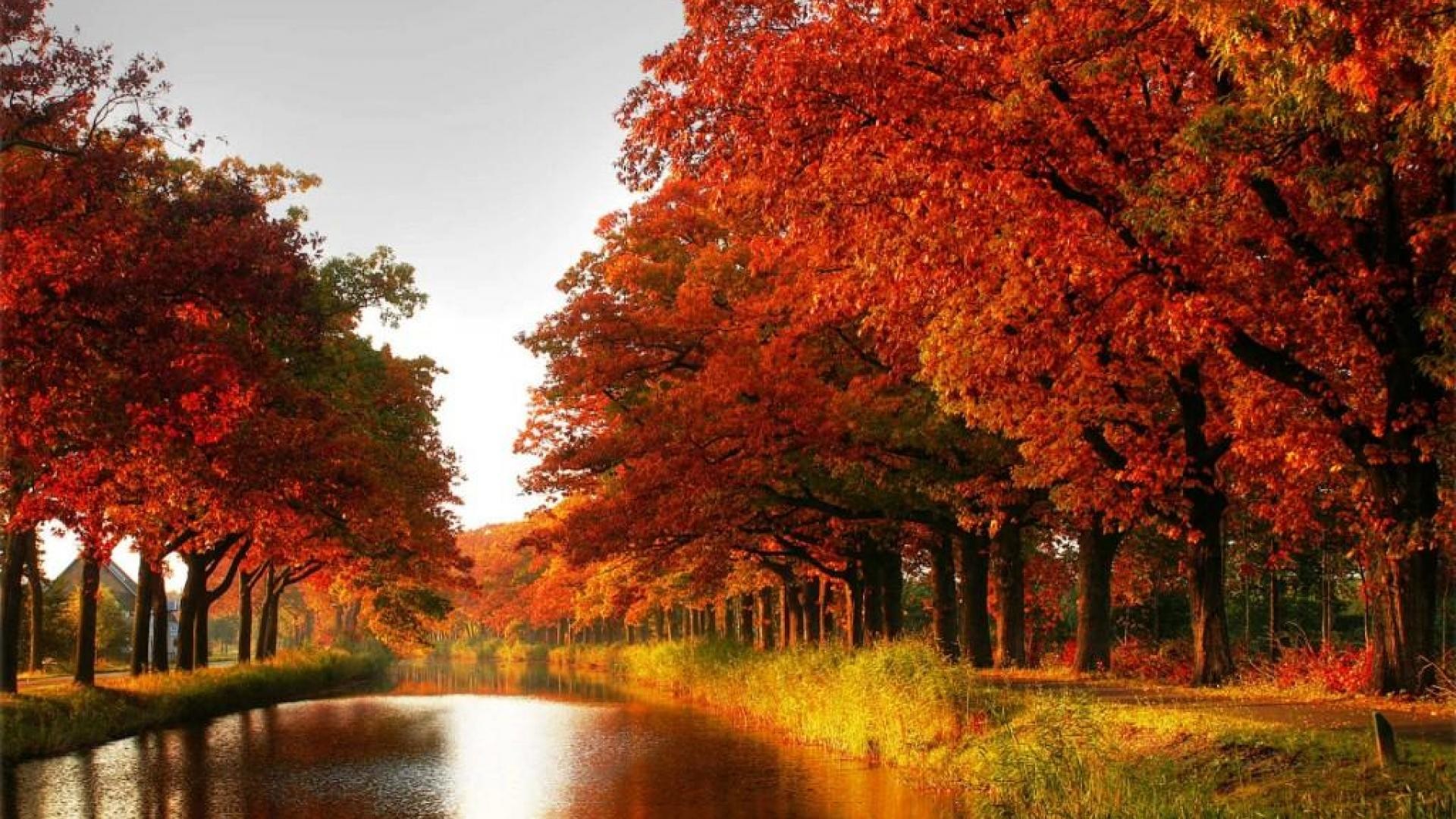 carta da parati alberi d'autunno,albero,paesaggio naturale,natura,foglia,autunno