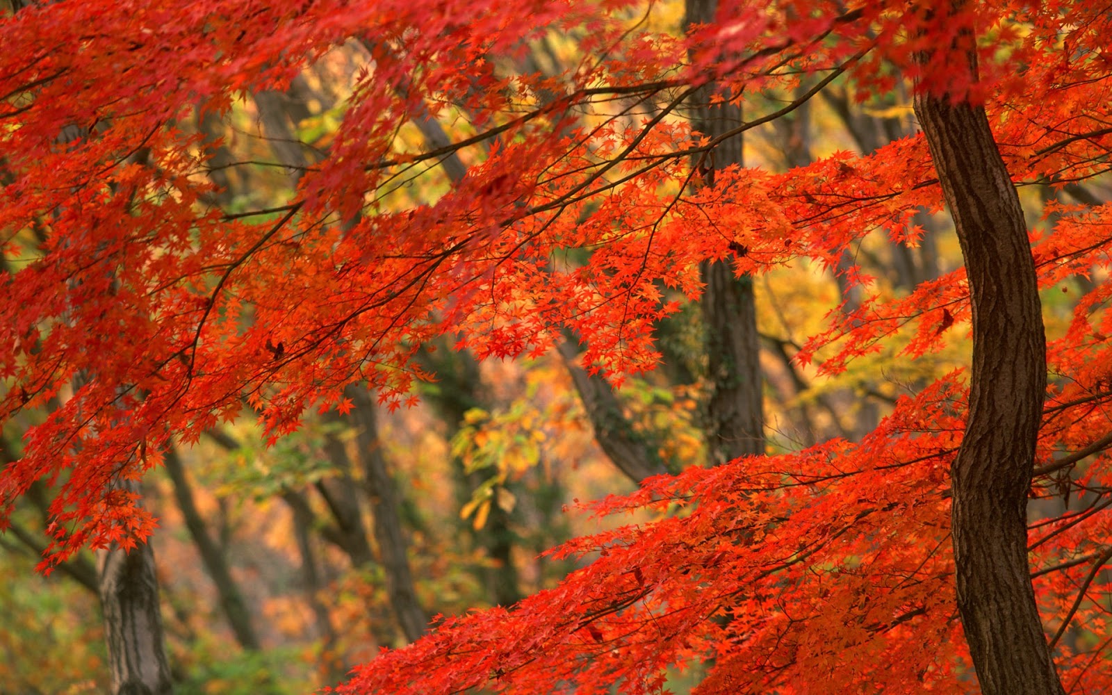 秋の木の壁紙,木,葉,自然,赤,秋