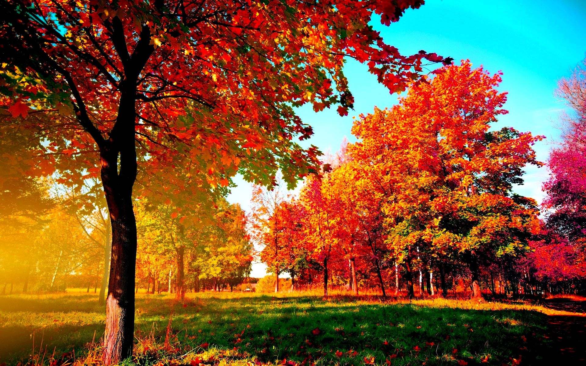 autumn trees wallpaper,tree,natural landscape,nature,leaf,red