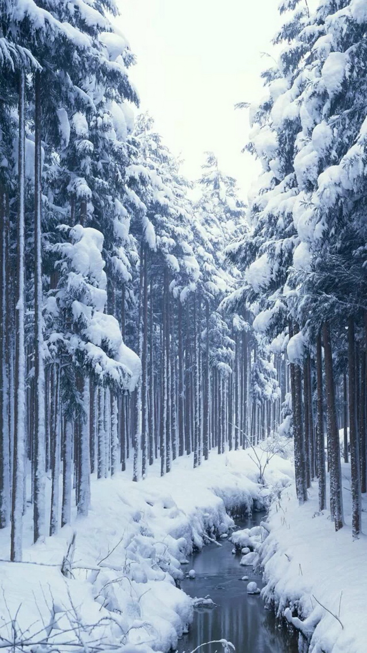 fond d'écran enneigé,neige,hiver,arbre,forêt de sapins et d'épinettes,gelé