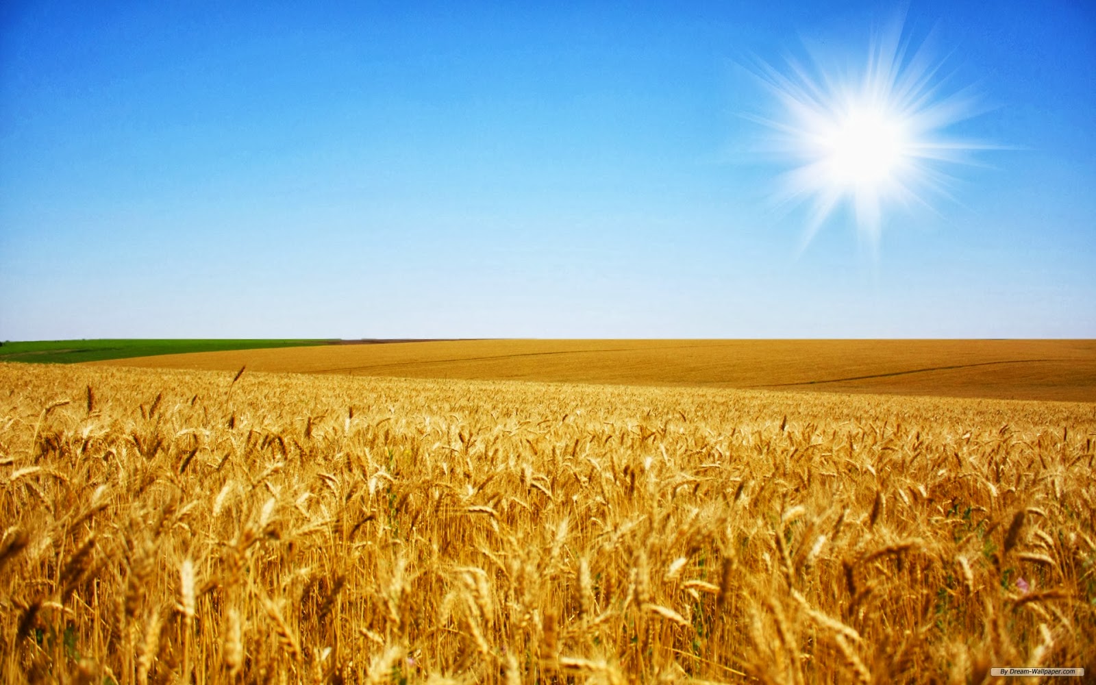 wheat wallpaper,field,nature,barley,rye,grain