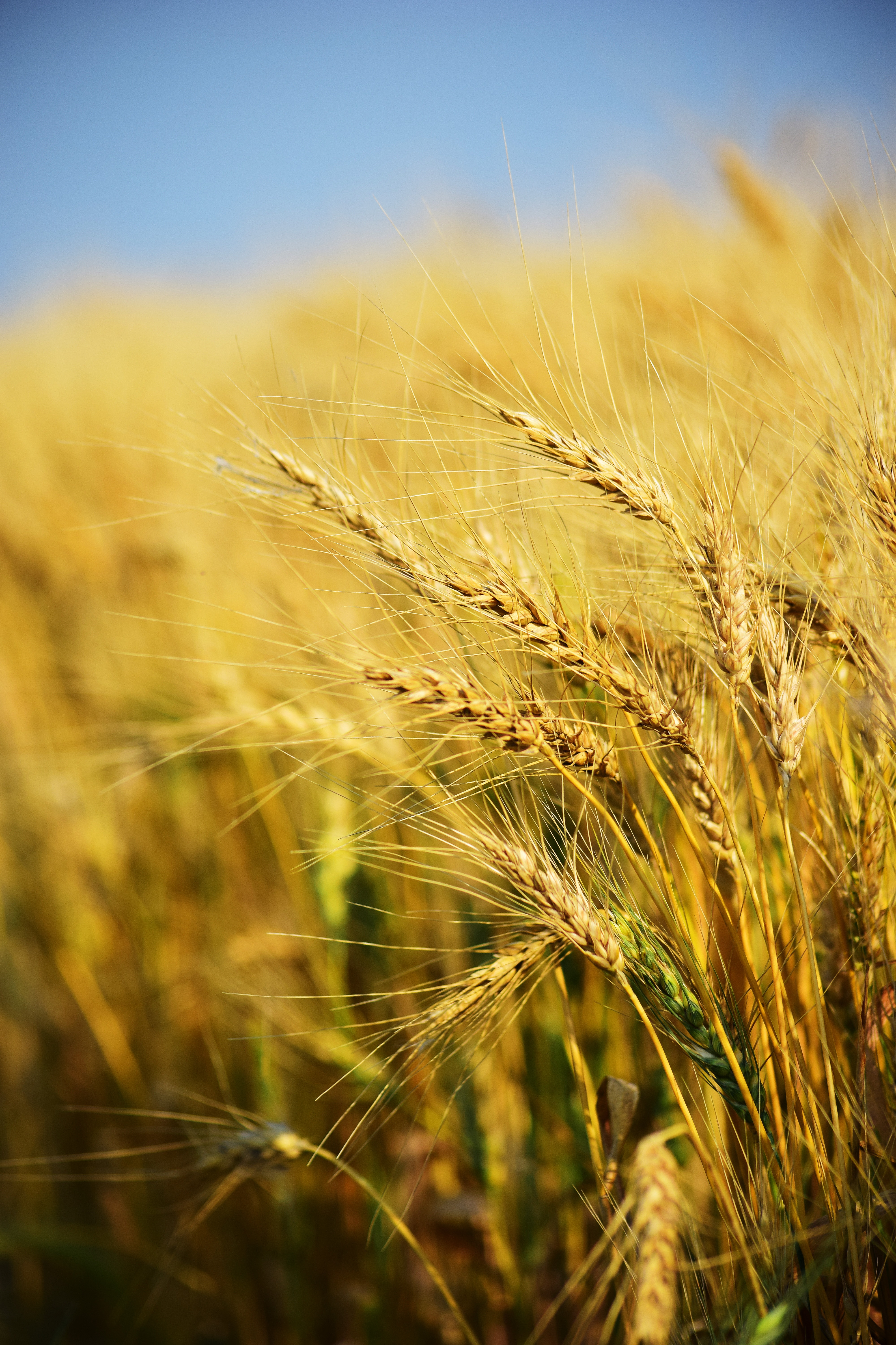 wheat wallpaper,nature,barley,rye,field,grain