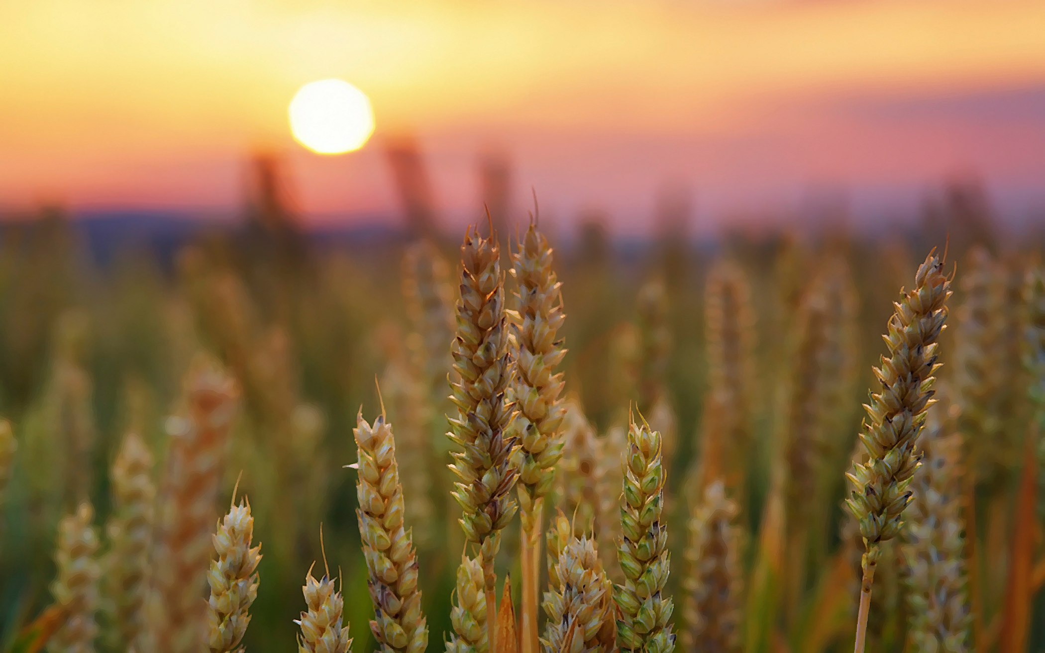 wheat wallpaper,field,sky,food grain,natural landscape,crop