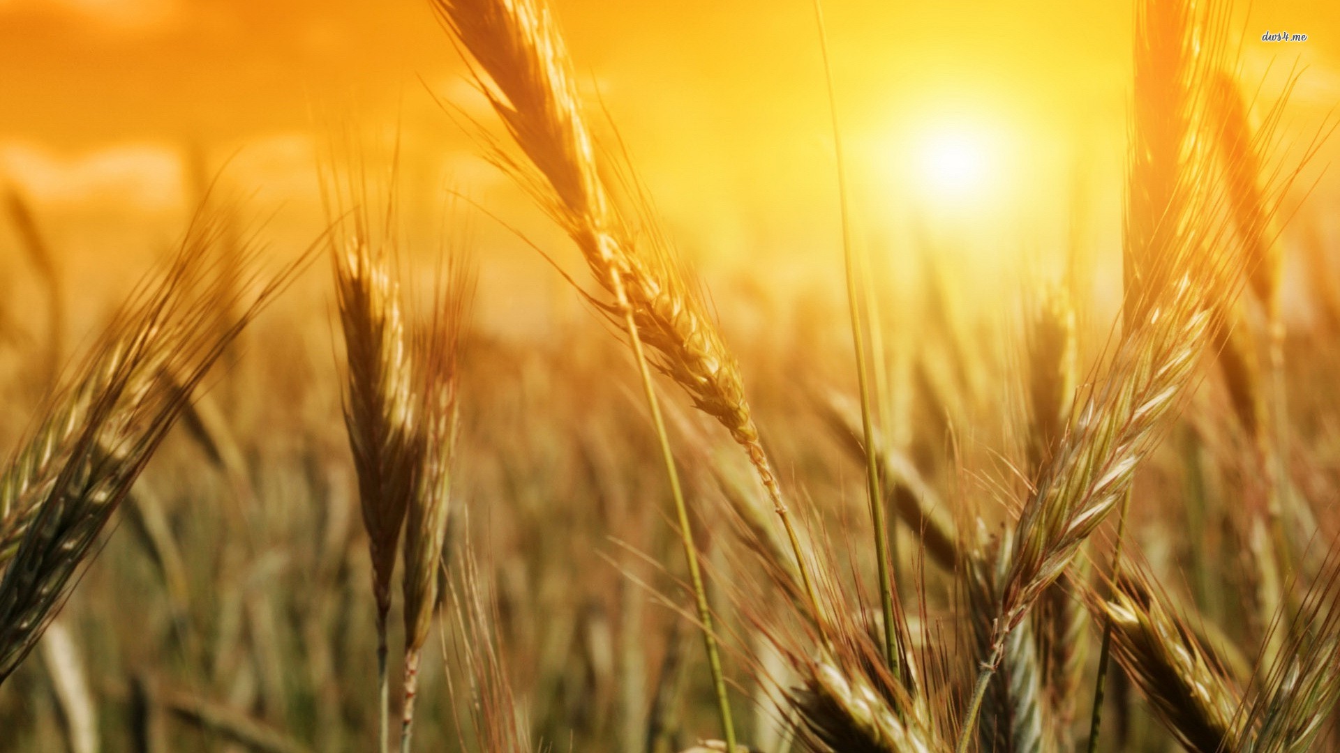 carta da parati di grano,orzo,segale,grano,grano alimentare,grano khorasan