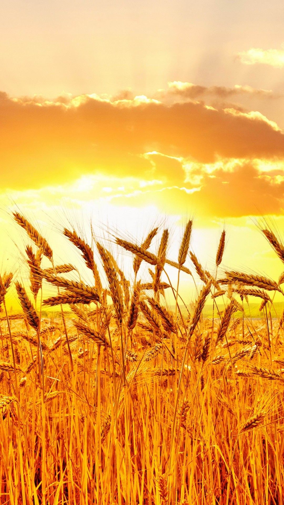 wheat wallpaper,field,rye,sky,barley,grain