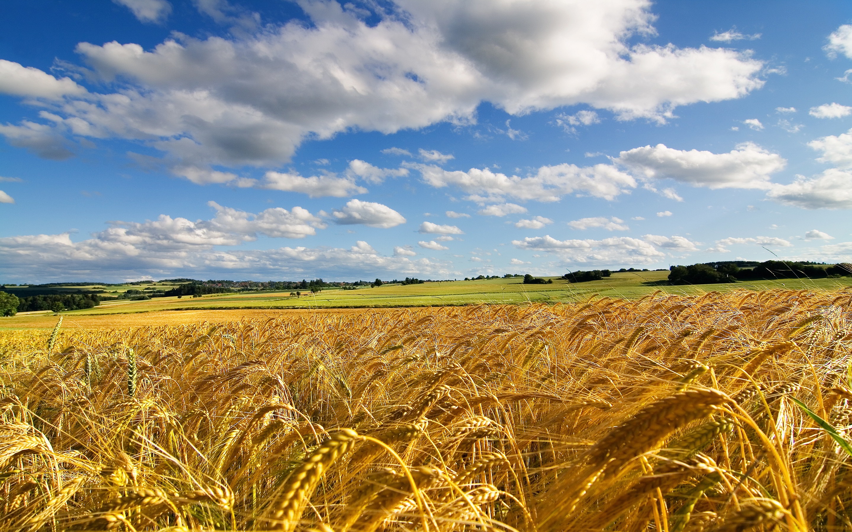 wheat wallpaper,field,nature,natural landscape,sky,barley