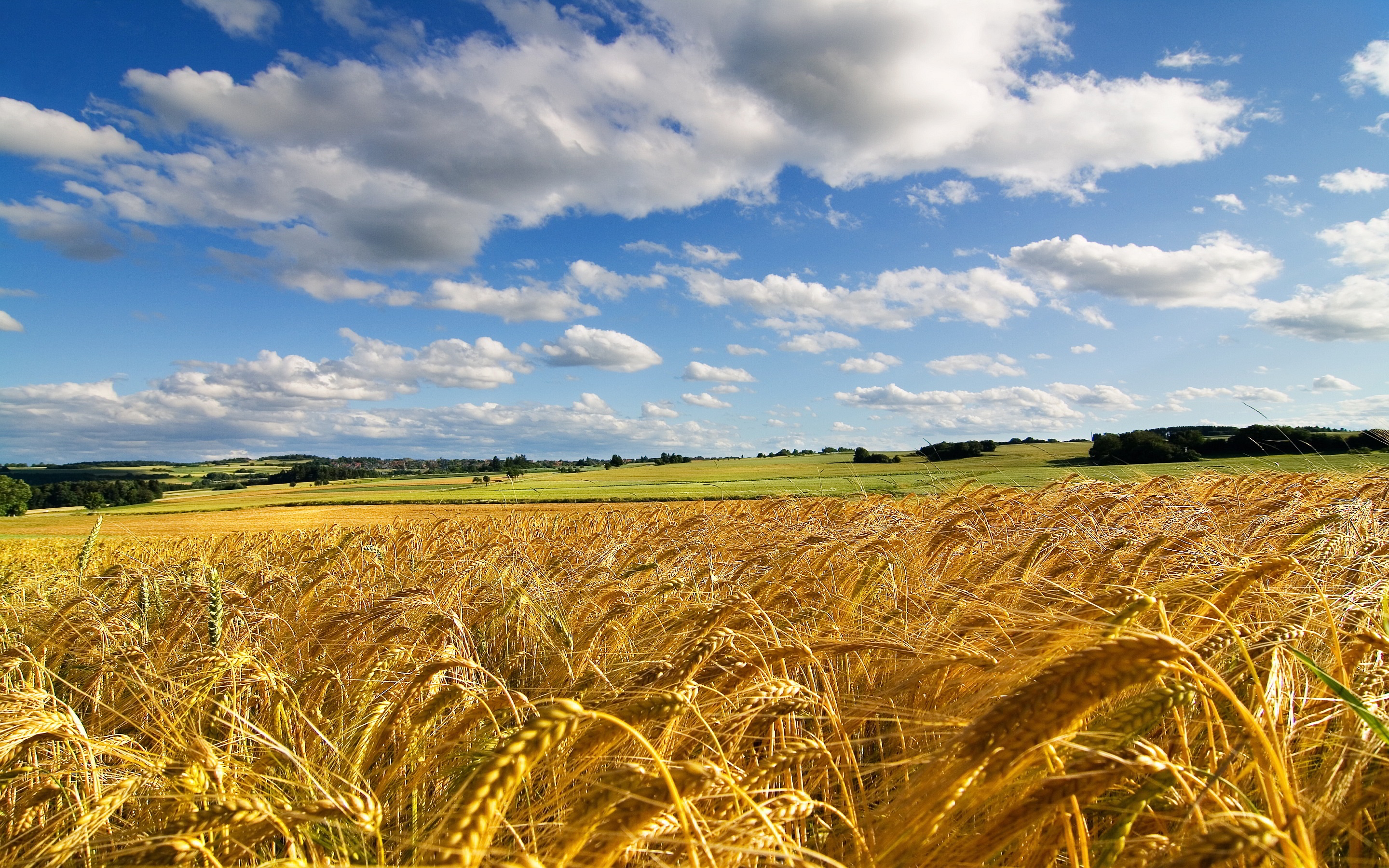 carta da parati di grano,campo,natura,paesaggio naturale,cielo,orzo