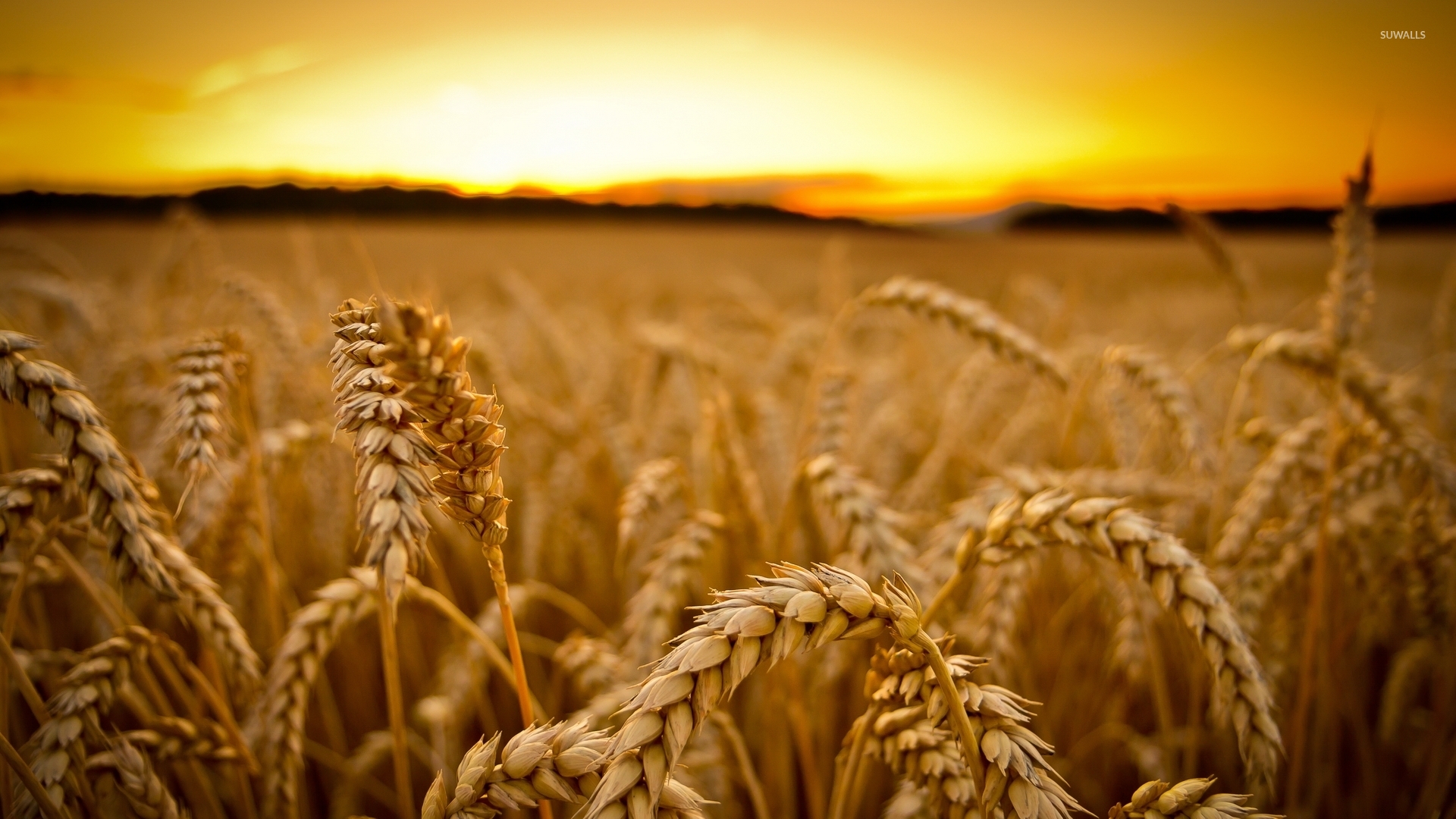 wheat wallpaper,grain,field,rye,malt,barley