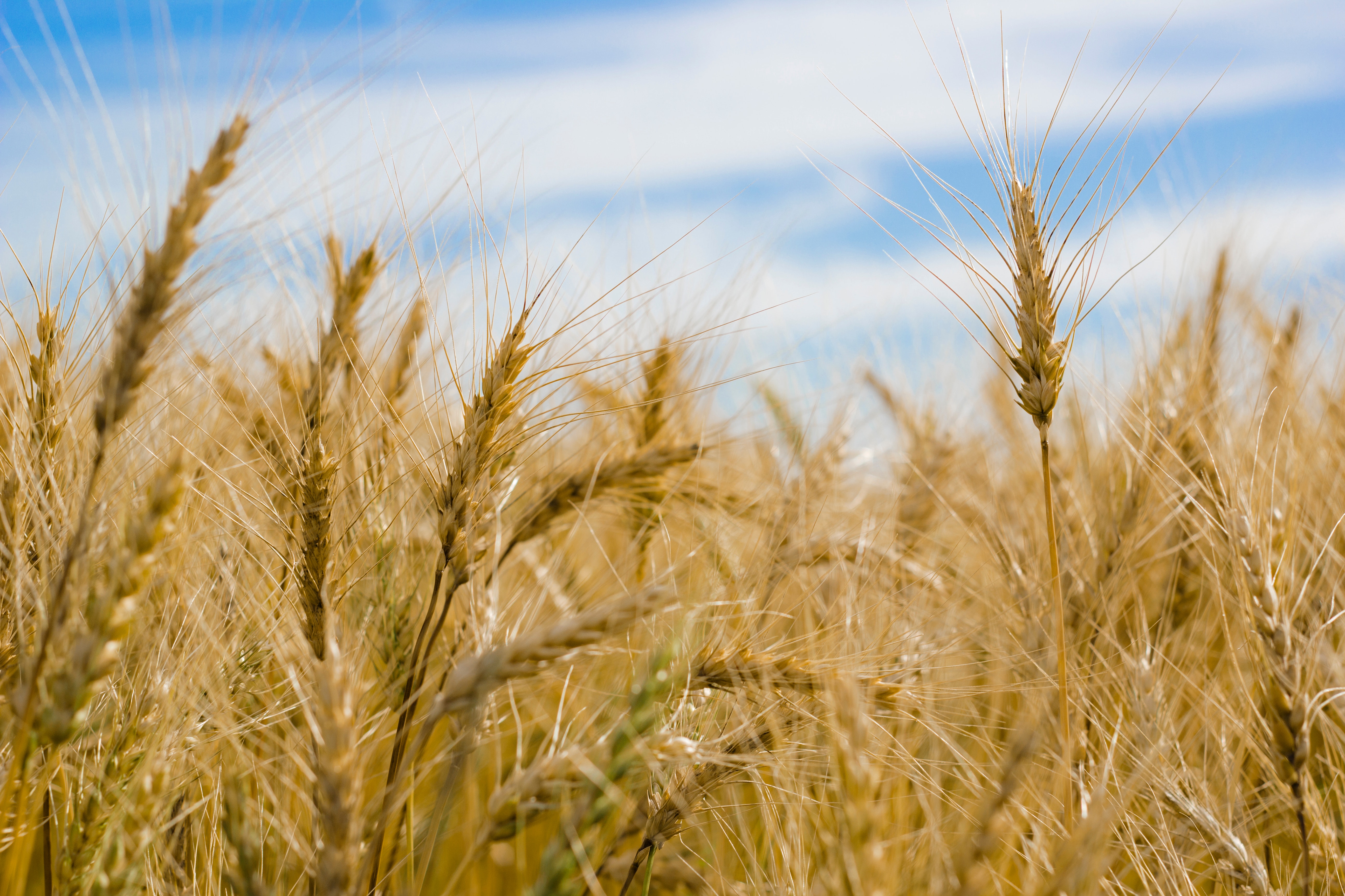 wheat wallpaper,rye,grain,barley,einkorn wheat,field