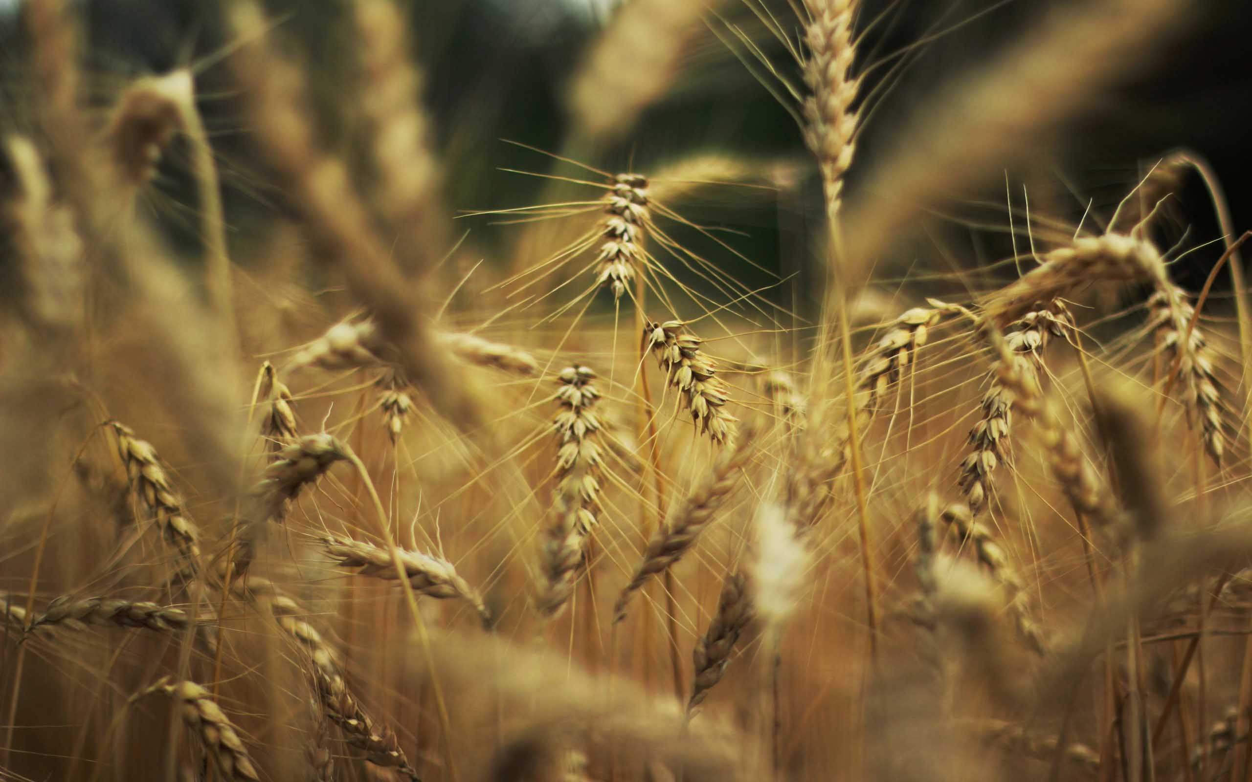 papier peint de blé,la nature,orge,céréales alimentaires,champ,triticale