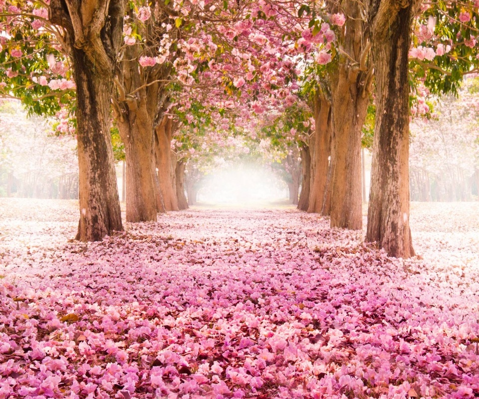 fondo de pantalla para samsung galaxy grand duos,naturaleza,árbol,paisaje natural,rosado,primavera