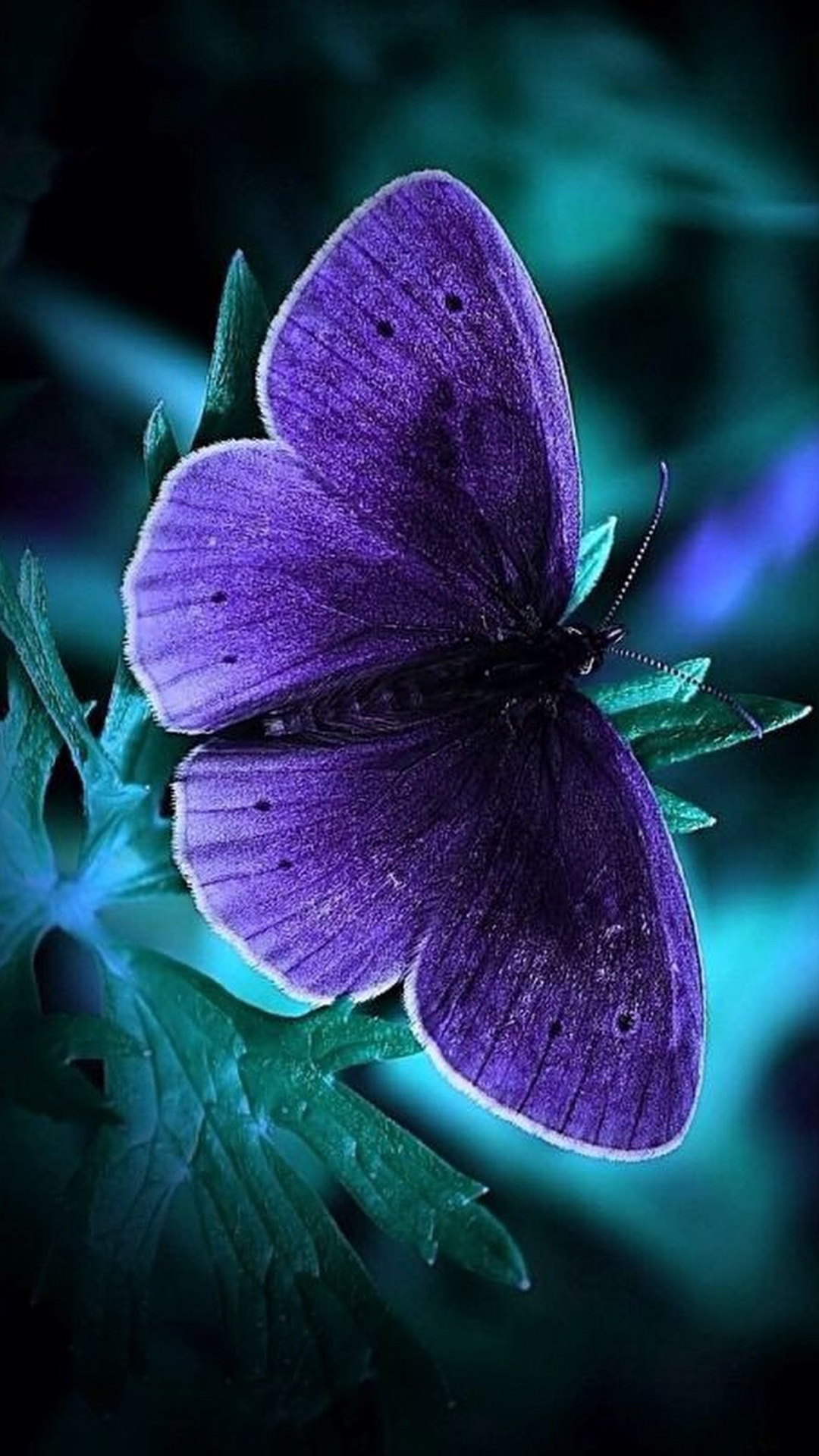 samsung j7 prime stock wallpaper,butterfly,insect,moths and butterflies,violet,purple