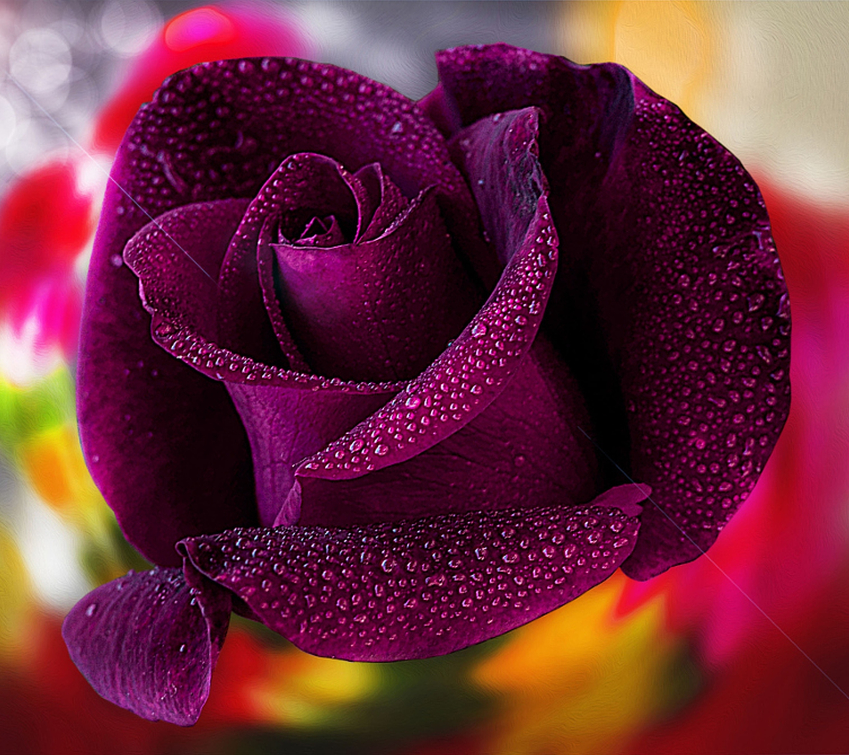 サムスンj7プライムストック壁紙,庭のバラ,花弁,ローズ,バイオレット,紫の
