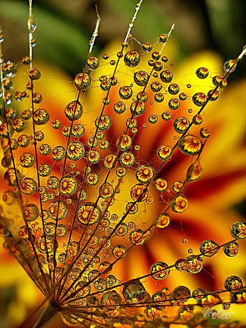 삼성 그랜드 벽지,물,자연,잎,매크로 사진,자연 경관