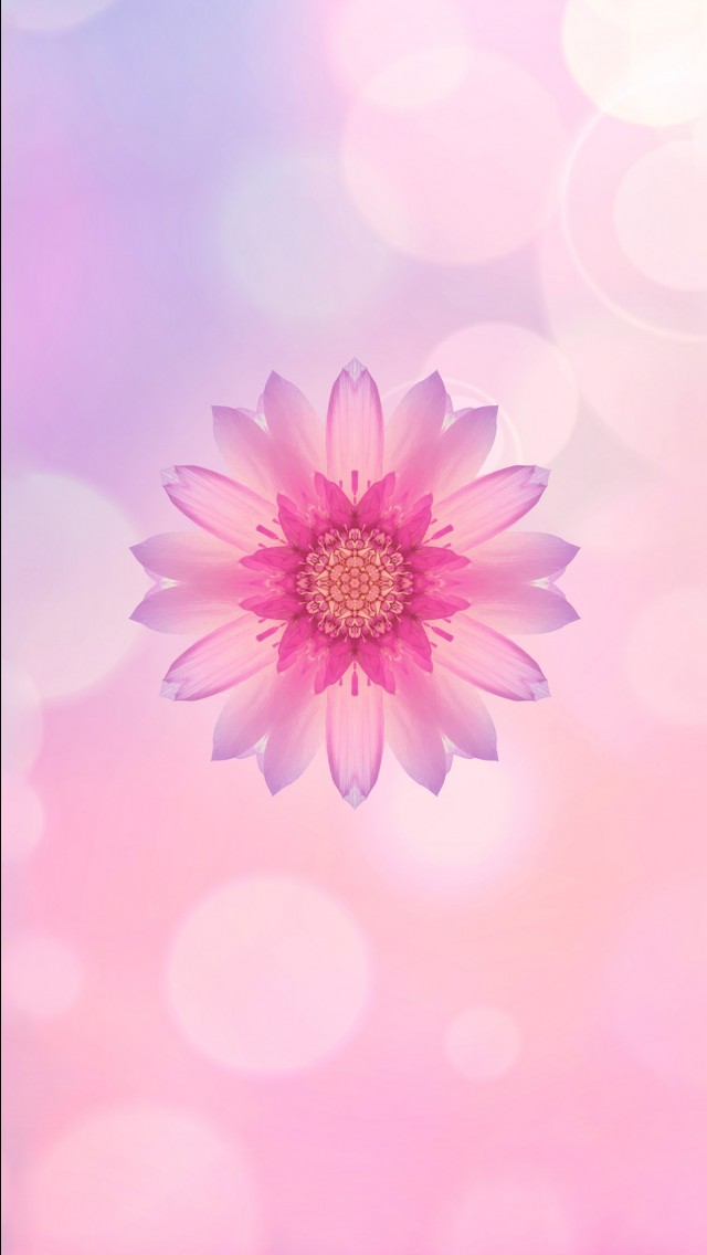 j7 prime flower wallpaper,pink,petal,flower,plant,sky
