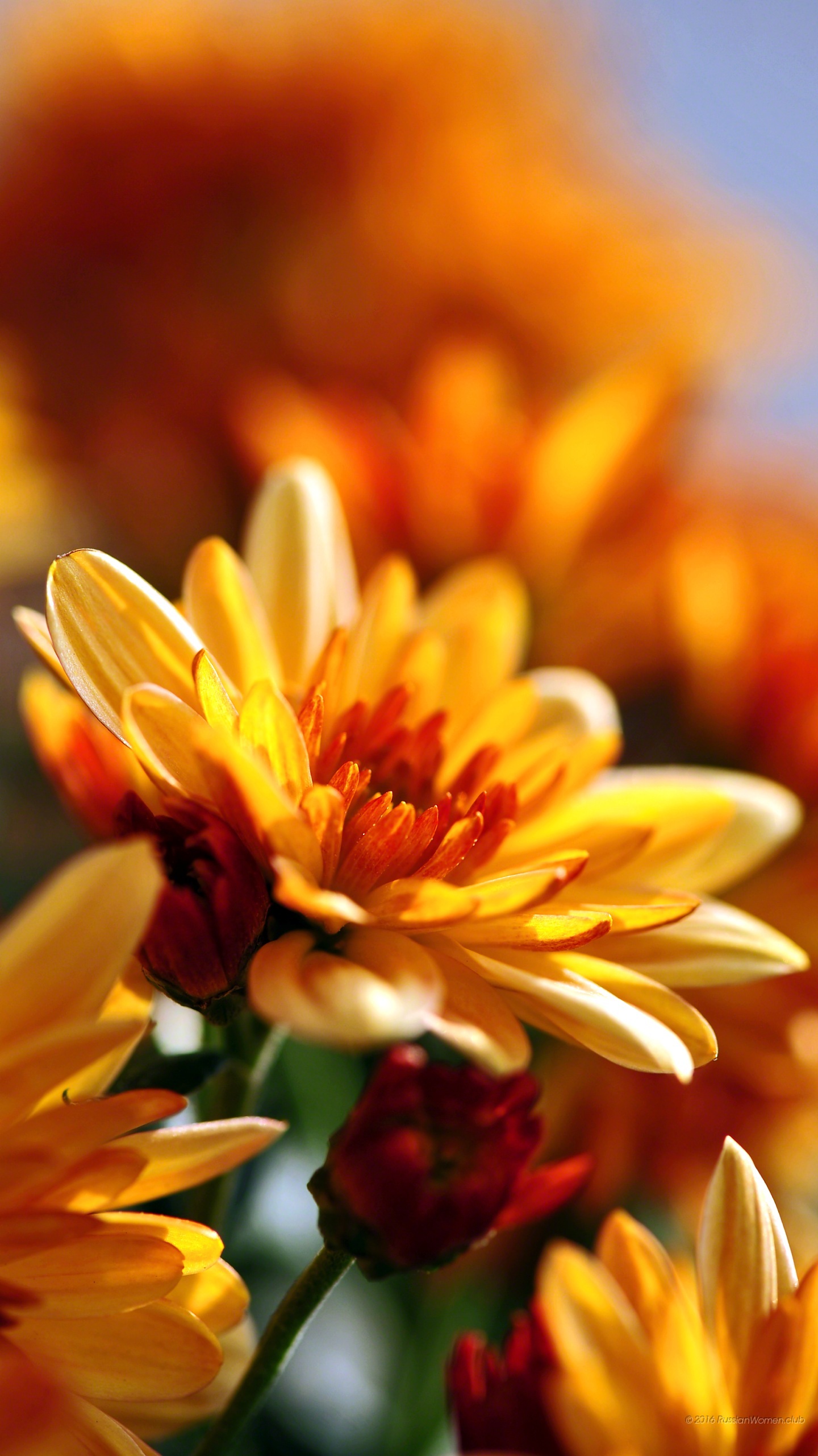 galaxy grand prime wallpaper,flower,petal,yellow,plant,flowering plant