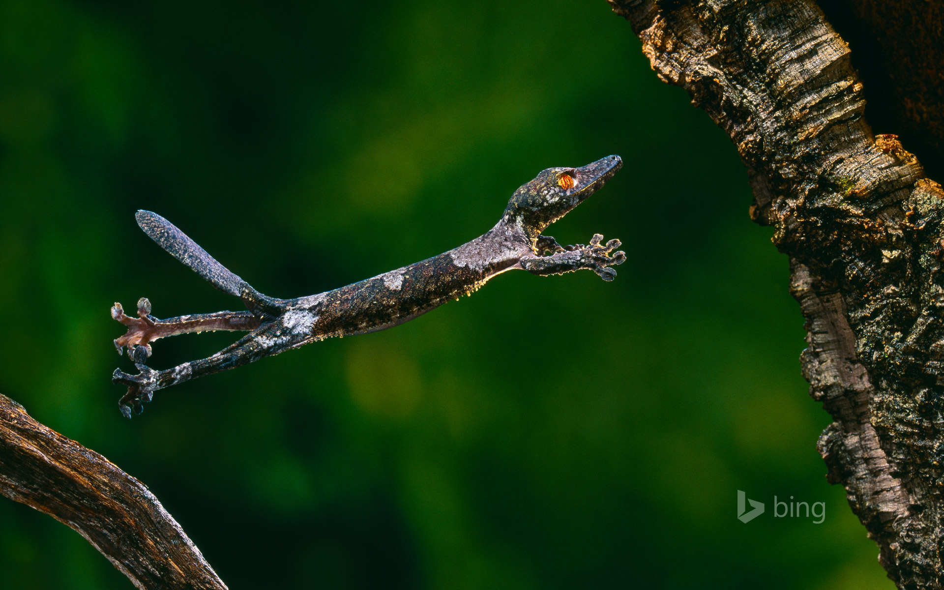 recent wallpapers,gecko,reptile, anole,insect,lizard