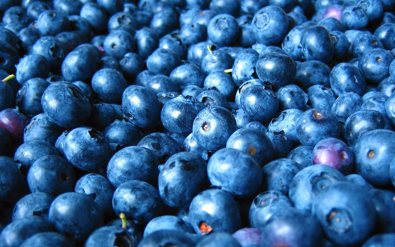 Blueberries Wallpaper Hd- WallpaperUse