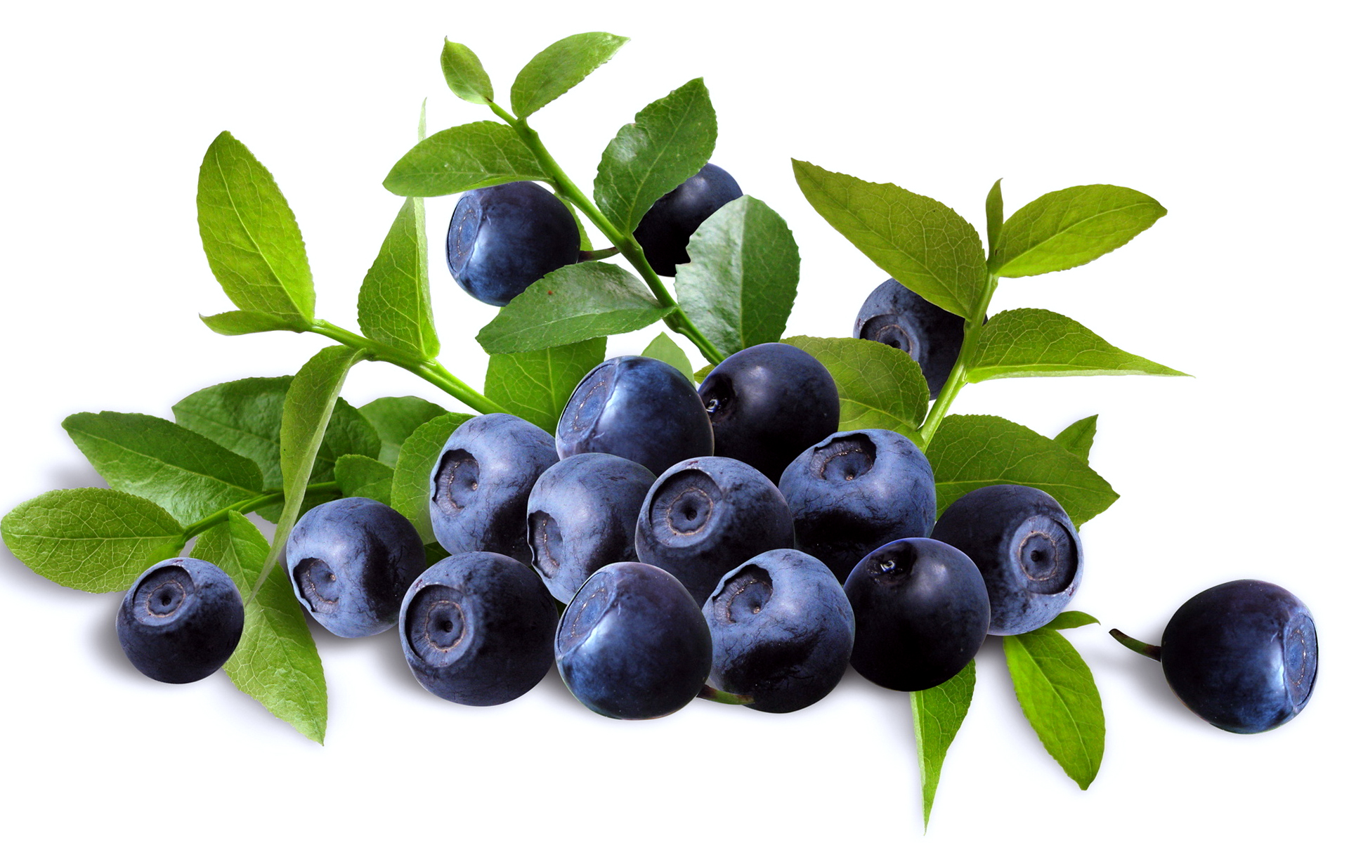 Blueberry Wallpaper Mobile- WallpaperUse