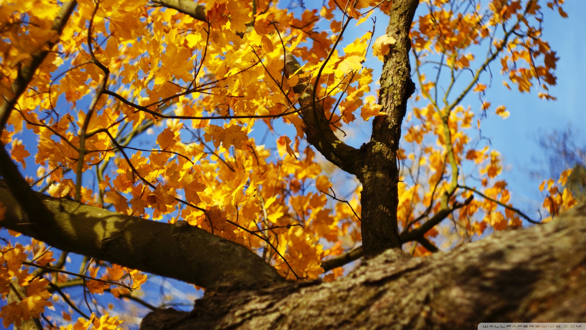 yellow tree wallpaper,tree,leaf,branch,nature,woody plant