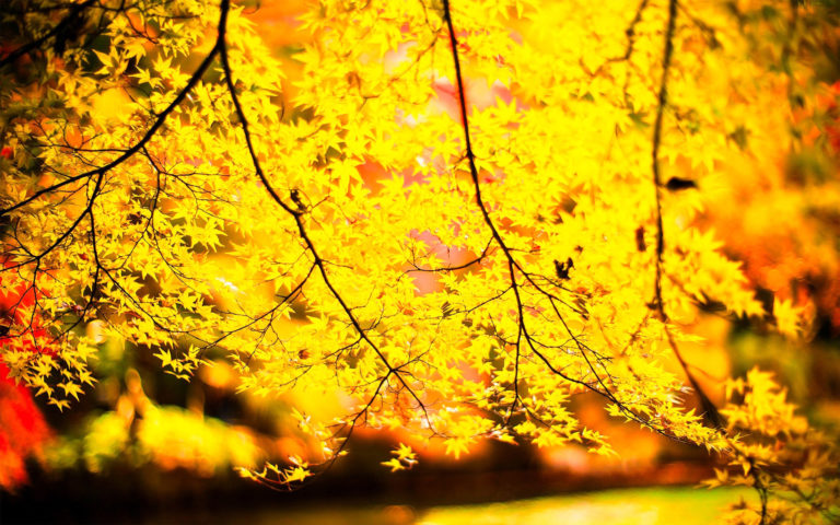 黄色の木の壁紙,木,葉,自然,黄,自然の風景