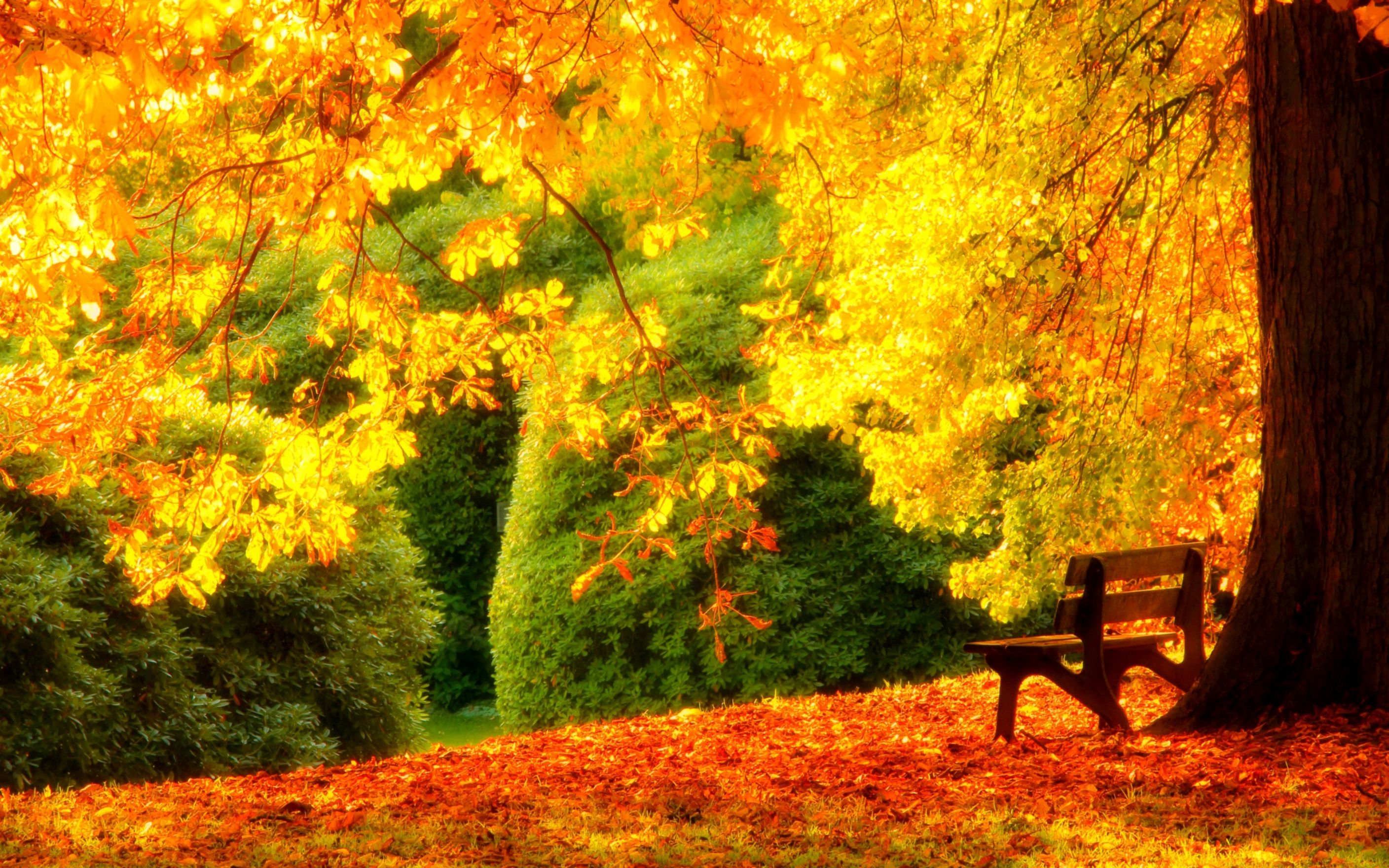 노란 나무 벽지,자연 경관,나무,자연,잎,가을