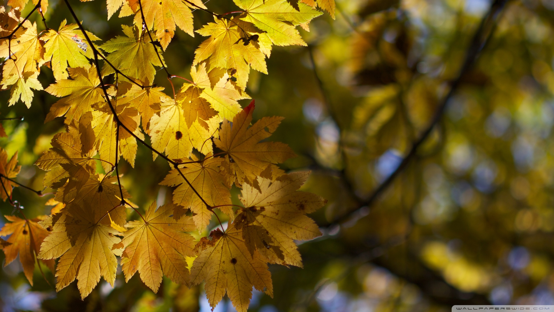 yellow tree wallpaper,tree,leaf,yellow,branch,maple leaf