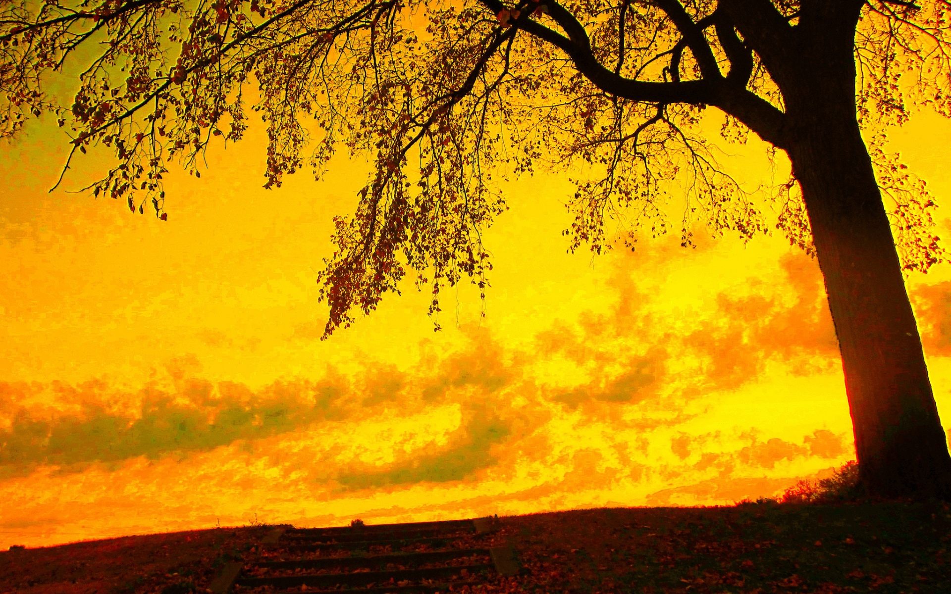 gelbe baumtapete,himmel,natur,natürliche landschaft,baum,gelb