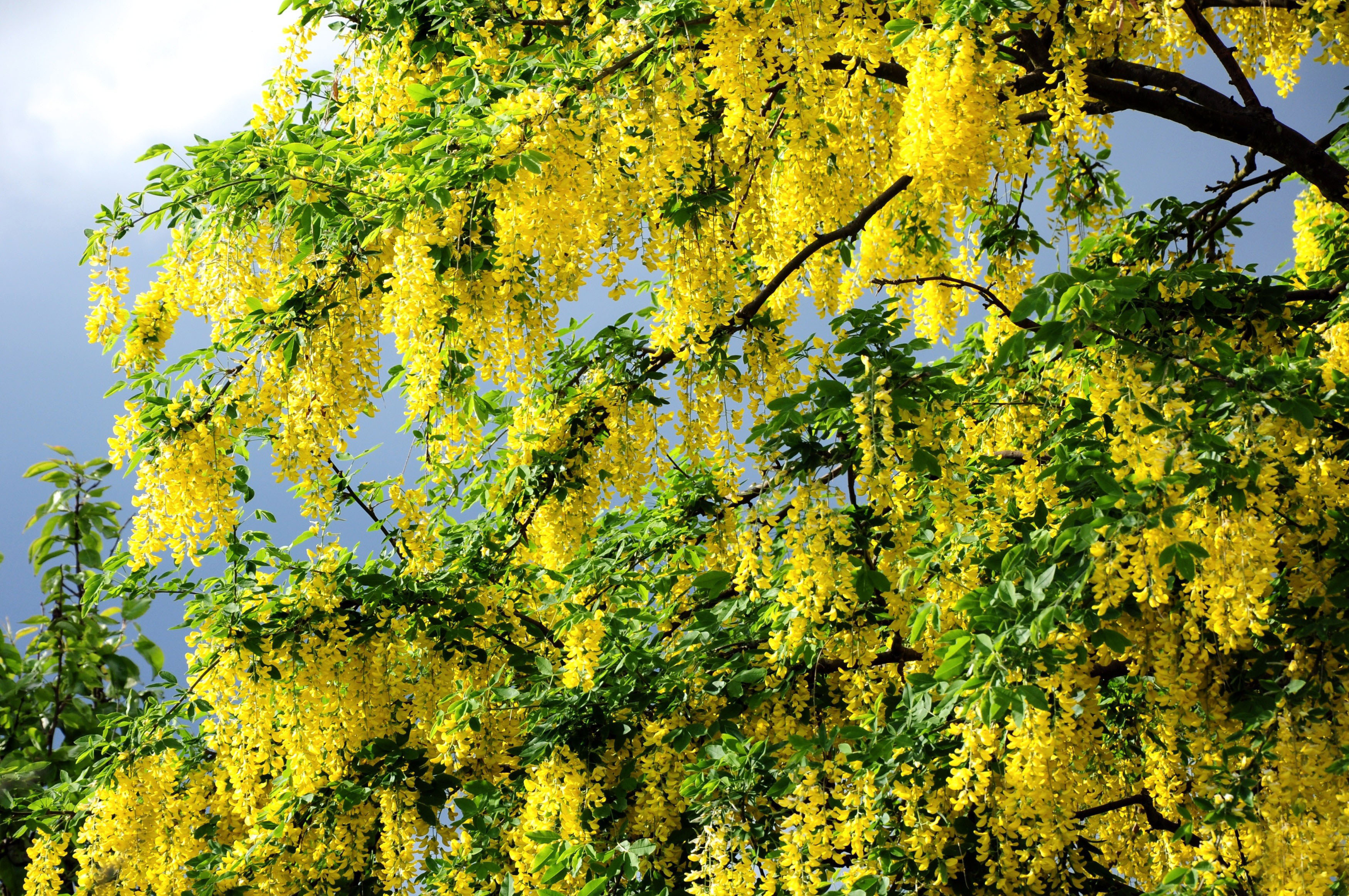 yellow tree wallpaper,tree,plant,yellow,woody plant,branch