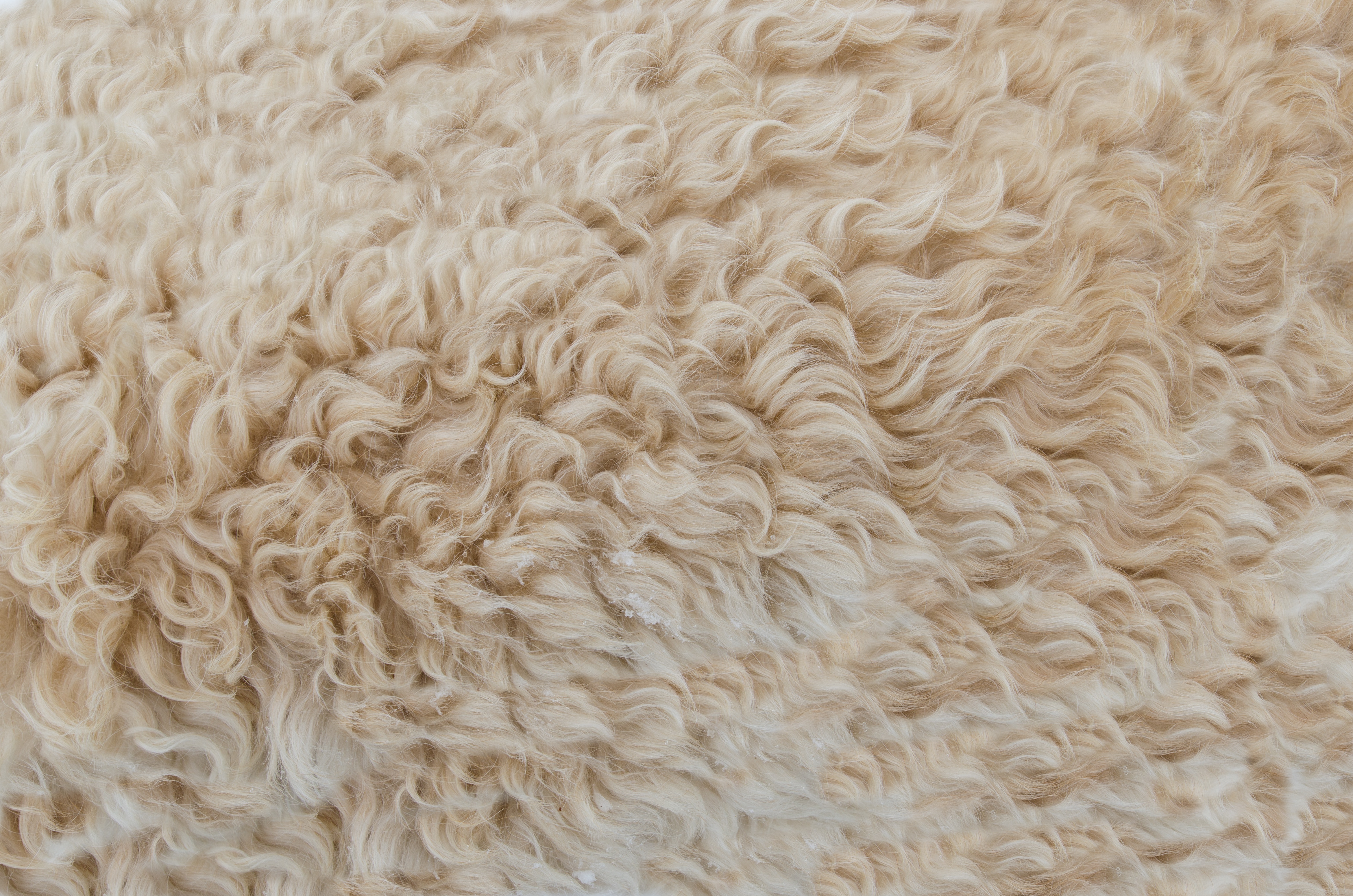 carta da parati in lana,lana,pelliccia,beige,tessile,capispalla