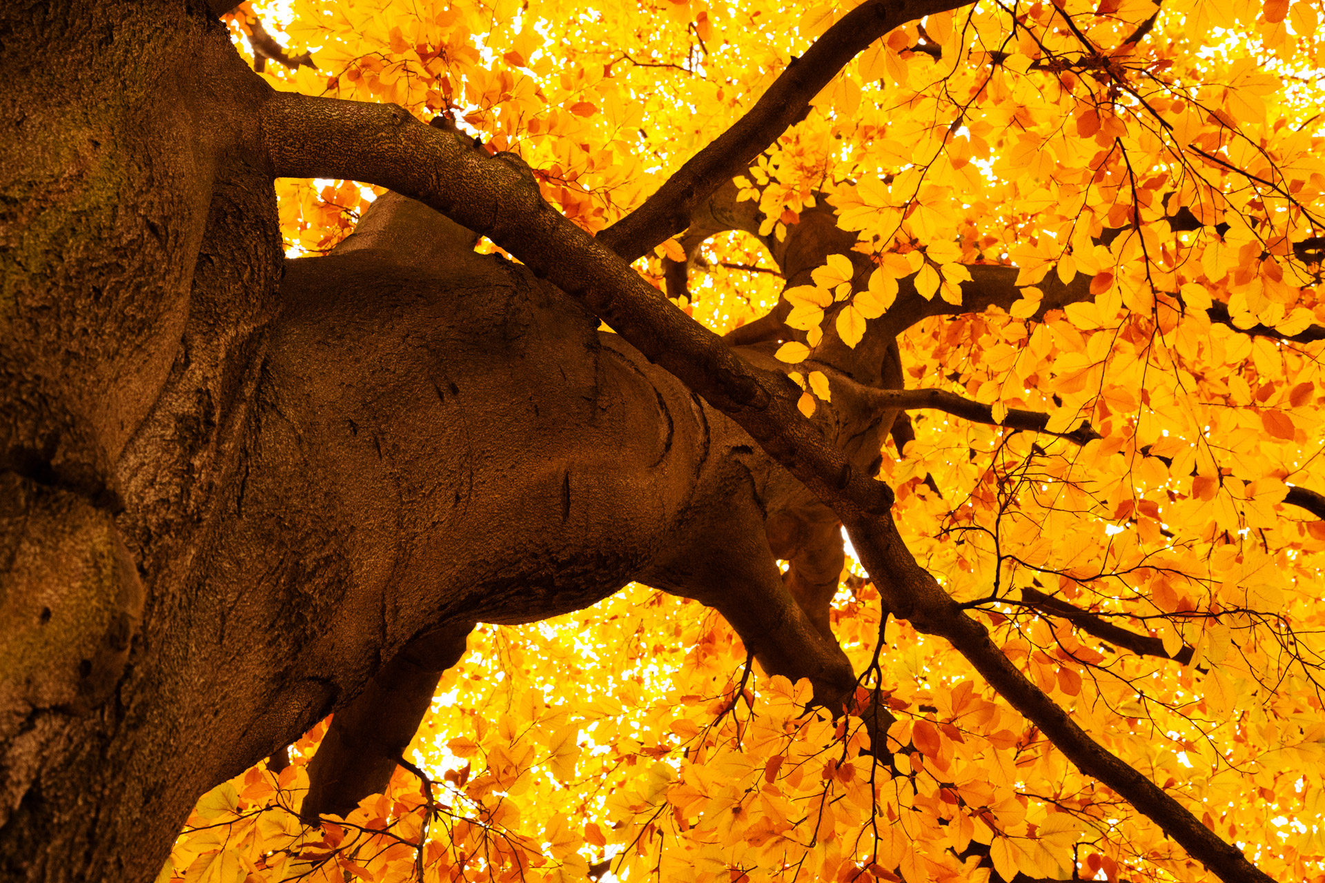 yellow tree wallpaper,tree,branch,leaf,nature,autumn