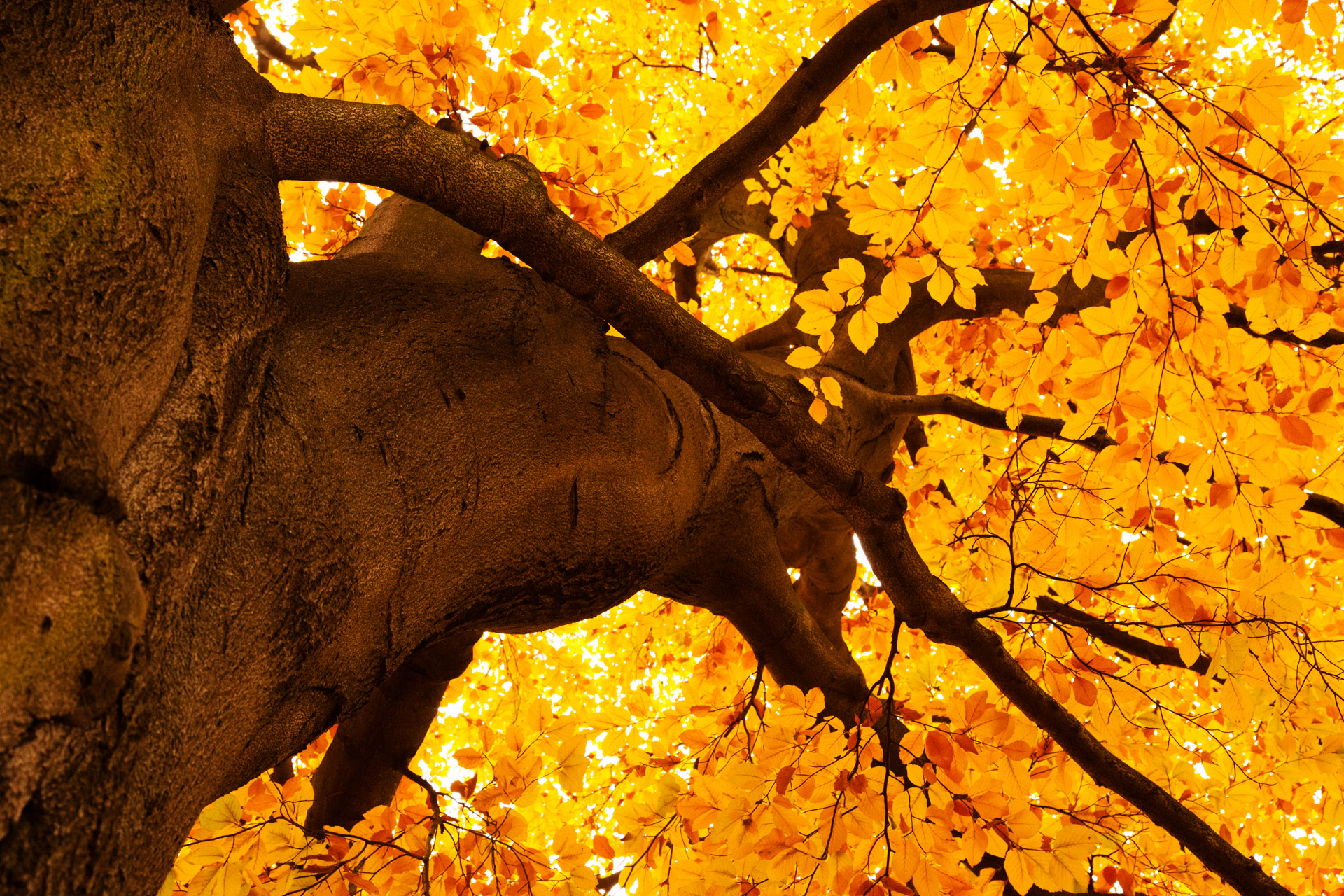 gelbe baumtapete,baum,blatt,natur,herbst,gelb