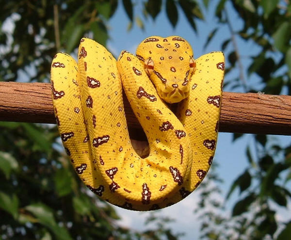 papier peint arbre jaune,python,famille python,serpent,boa constrictor,reptile