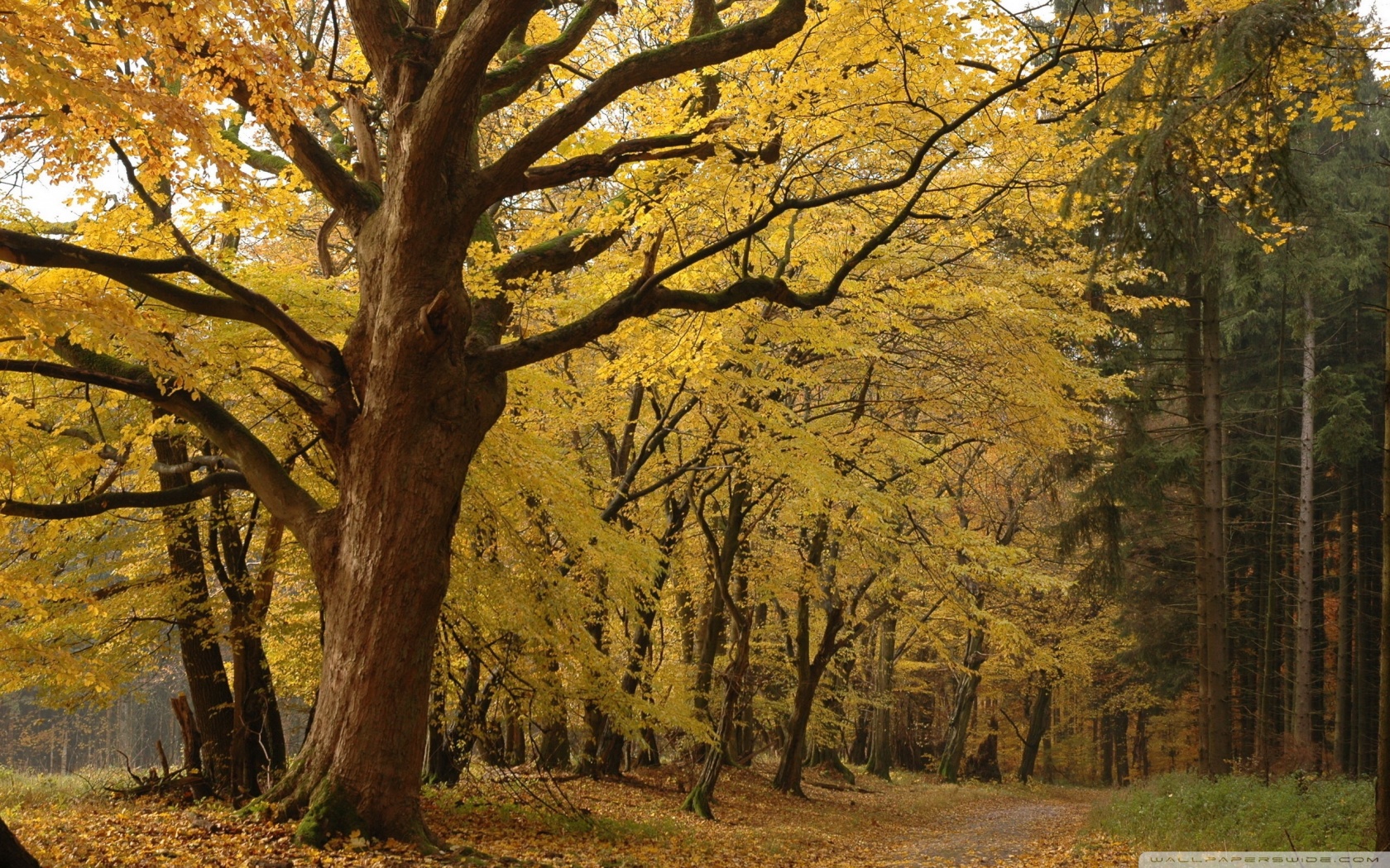 yellow tree wallpaper,tree,natural landscape,nature,deciduous,woodland